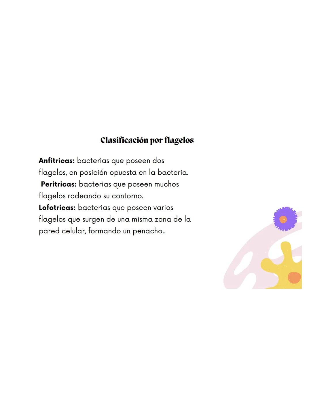 EQUIPO 2
Anatomia bacteriana mmm
Contenidos.
1. Anatomía Bacteriana y de hongos
2. Clasificación por pared celular
3. Tinción de Gram.
4.