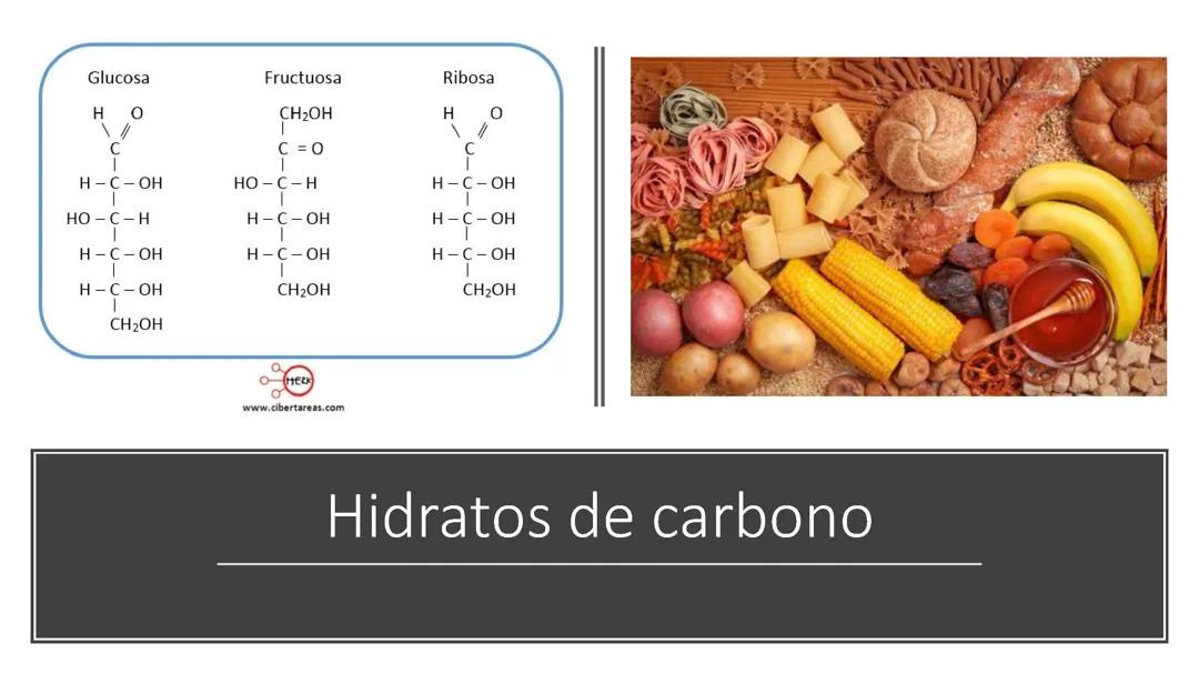Hidratos de carbono