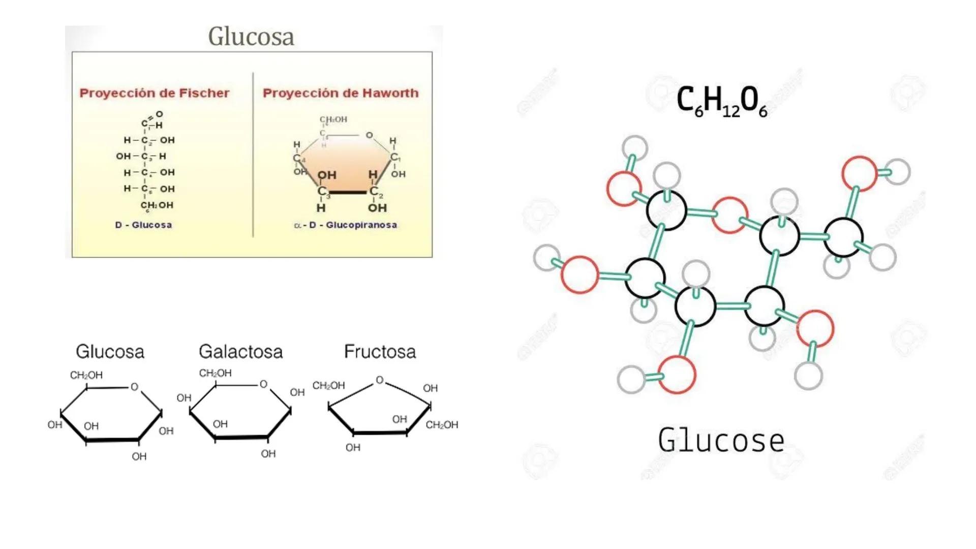 Glucosa
Fructuosa
Ribosa
HO
CH2OH
H
O
C
C = O
C
H-C-OH
HO-C-H
H-C-OH
HO-C-H
H-C-OH
H-C-OH
H-C-OH
H-C-OH
H-C-OH
☐
H-C-OH
CH2OH
CH2OH
CH2OH
a
