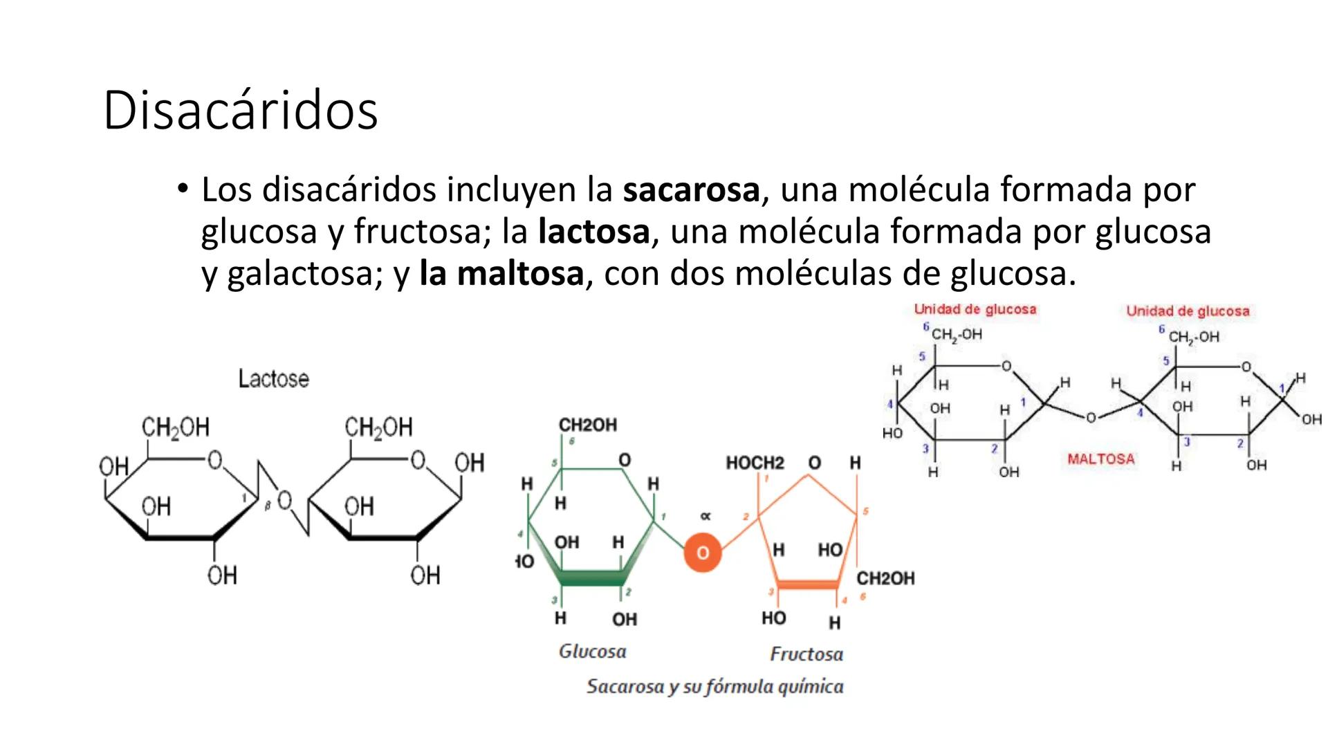 Glucosa
Fructuosa
Ribosa
HO
CH2OH
H
O
C
C = O
C
H-C-OH
HO-C-H
H-C-OH
HO-C-H
H-C-OH
H-C-OH
H-C-OH
H-C-OH
H-C-OH
☐
H-C-OH
CH2OH
CH2OH
CH2OH
a