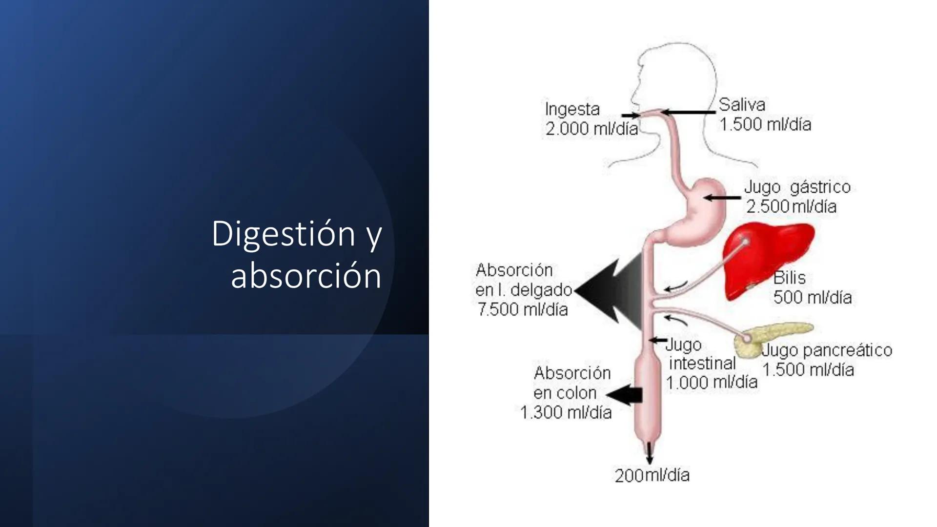 Glucosa
Fructuosa
Ribosa
HO
CH2OH
H
O
C
C = O
C
H-C-OH
HO-C-H
H-C-OH
HO-C-H
H-C-OH
H-C-OH
H-C-OH
H-C-OH
H-C-OH
☐
H-C-OH
CH2OH
CH2OH
CH2OH
a