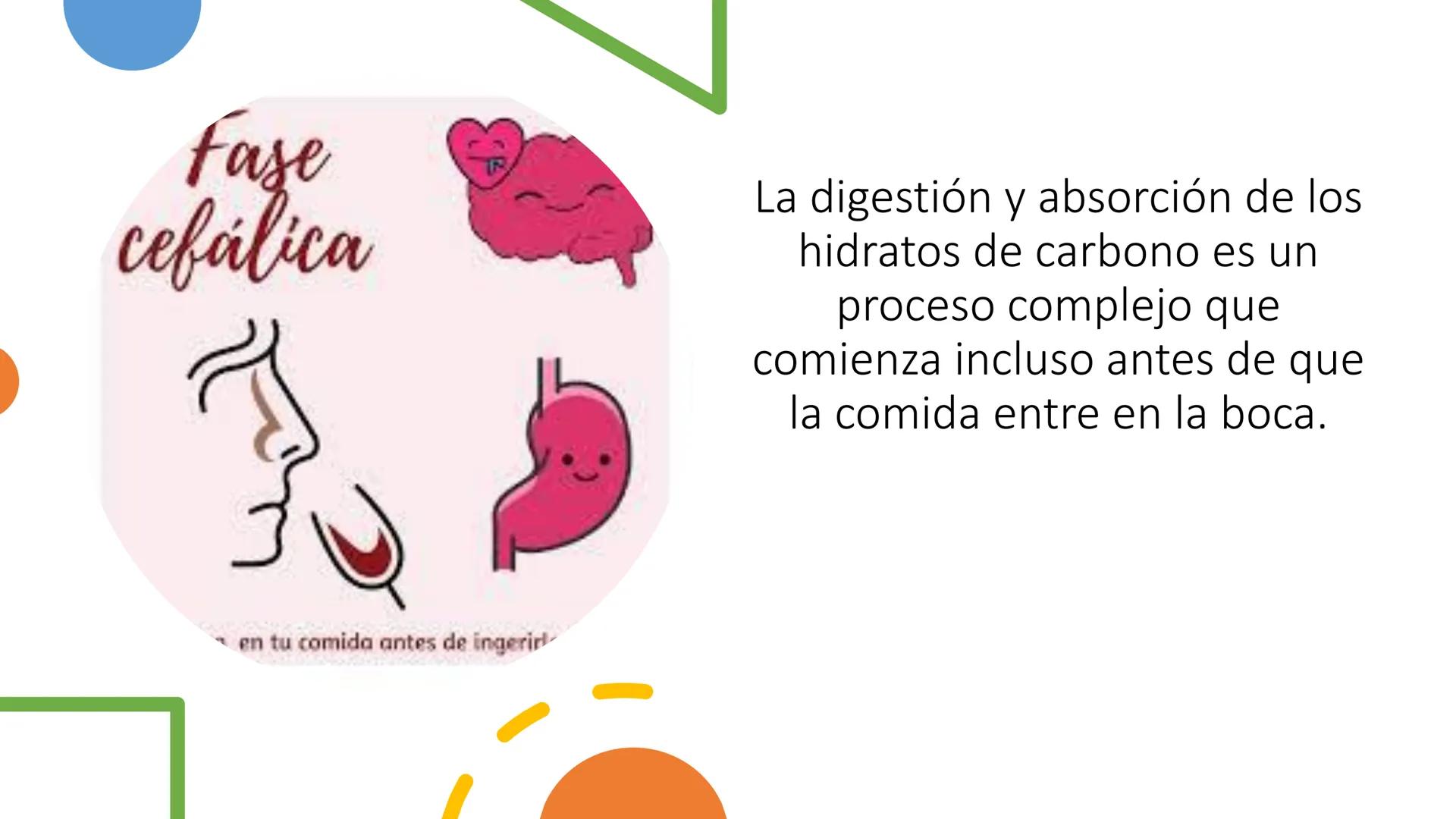 Glucosa
Fructuosa
Ribosa
HO
CH2OH
H
O
C
C = O
C
H-C-OH
HO-C-H
H-C-OH
HO-C-H
H-C-OH
H-C-OH
H-C-OH
H-C-OH
H-C-OH
☐
H-C-OH
CH2OH
CH2OH
CH2OH
a