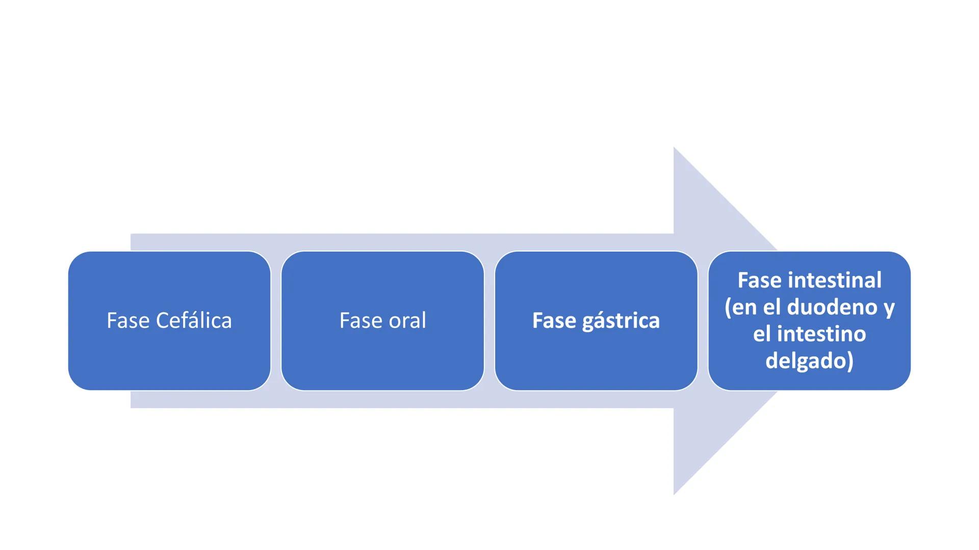Glucosa
Fructuosa
Ribosa
HO
CH2OH
H
O
C
C = O
C
H-C-OH
HO-C-H
H-C-OH
HO-C-H
H-C-OH
H-C-OH
H-C-OH
H-C-OH
H-C-OH
☐
H-C-OH
CH2OH
CH2OH
CH2OH
a