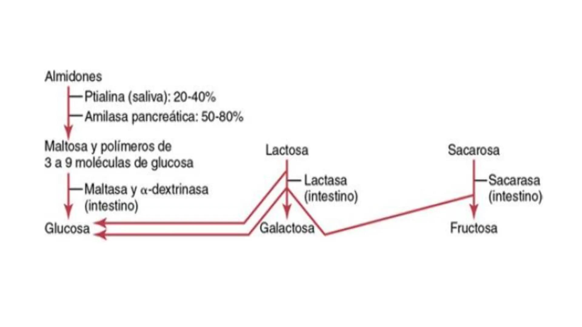 Glucosa
Fructuosa
Ribosa
HO
CH2OH
H
O
C
C = O
C
H-C-OH
HO-C-H
H-C-OH
HO-C-H
H-C-OH
H-C-OH
H-C-OH
H-C-OH
H-C-OH
☐
H-C-OH
CH2OH
CH2OH
CH2OH
a
