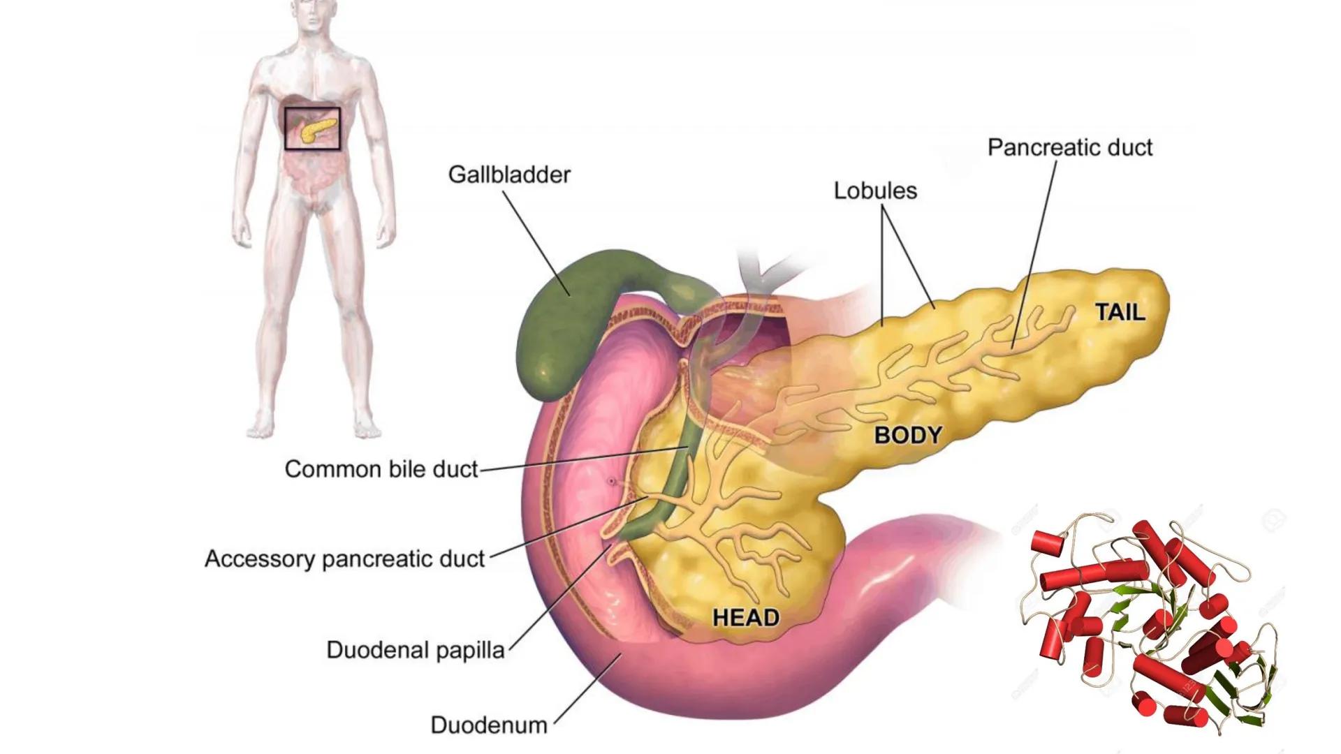 Glucosa
Fructuosa
Ribosa
HO
CH2OH
H
O
C
C = O
C
H-C-OH
HO-C-H
H-C-OH
HO-C-H
H-C-OH
H-C-OH
H-C-OH
H-C-OH
H-C-OH
☐
H-C-OH
CH2OH
CH2OH
CH2OH
a