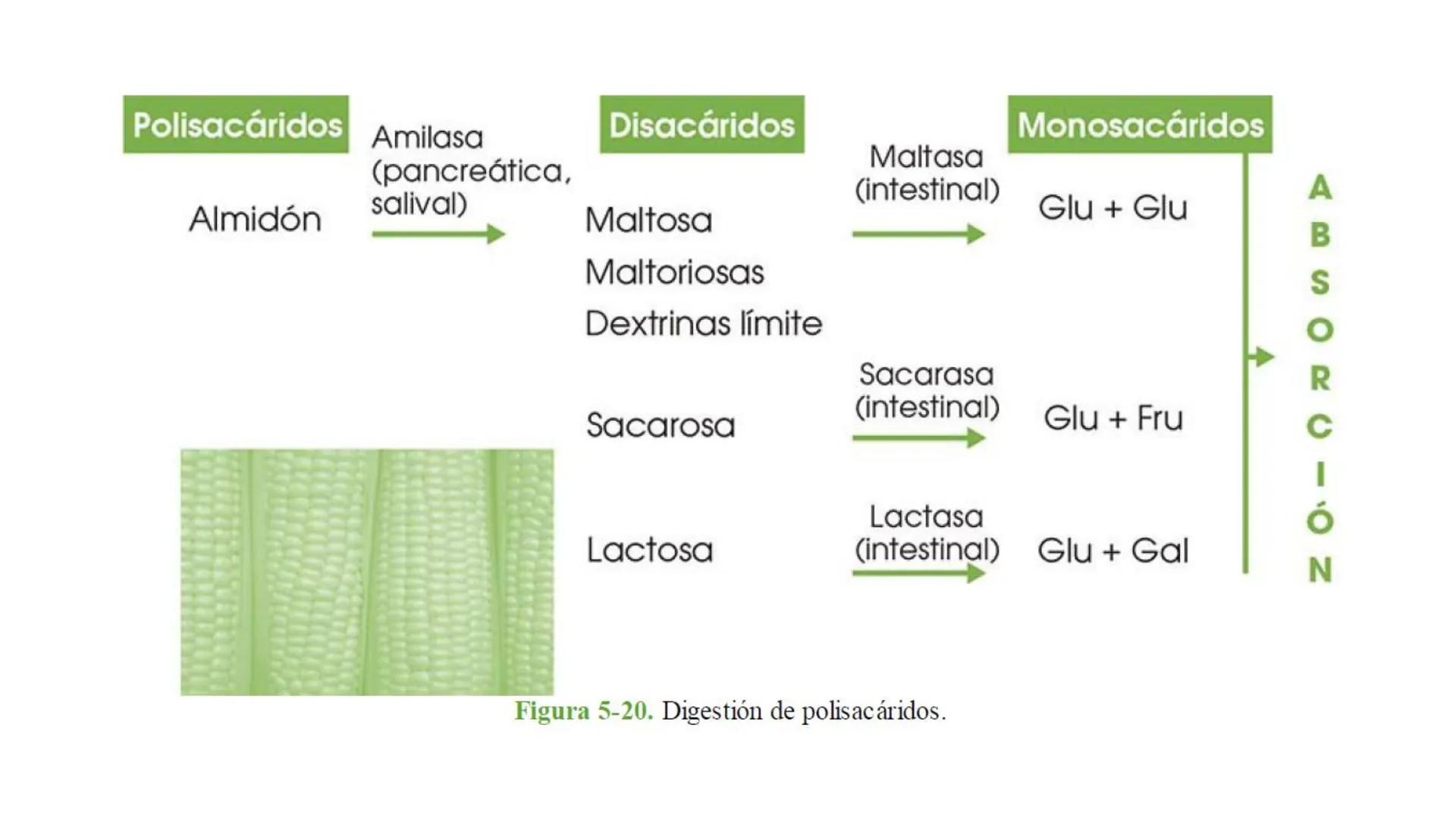 Glucosa
Fructuosa
Ribosa
HO
CH2OH
H
O
C
C = O
C
H-C-OH
HO-C-H
H-C-OH
HO-C-H
H-C-OH
H-C-OH
H-C-OH
H-C-OH
H-C-OH
☐
H-C-OH
CH2OH
CH2OH
CH2OH
a
