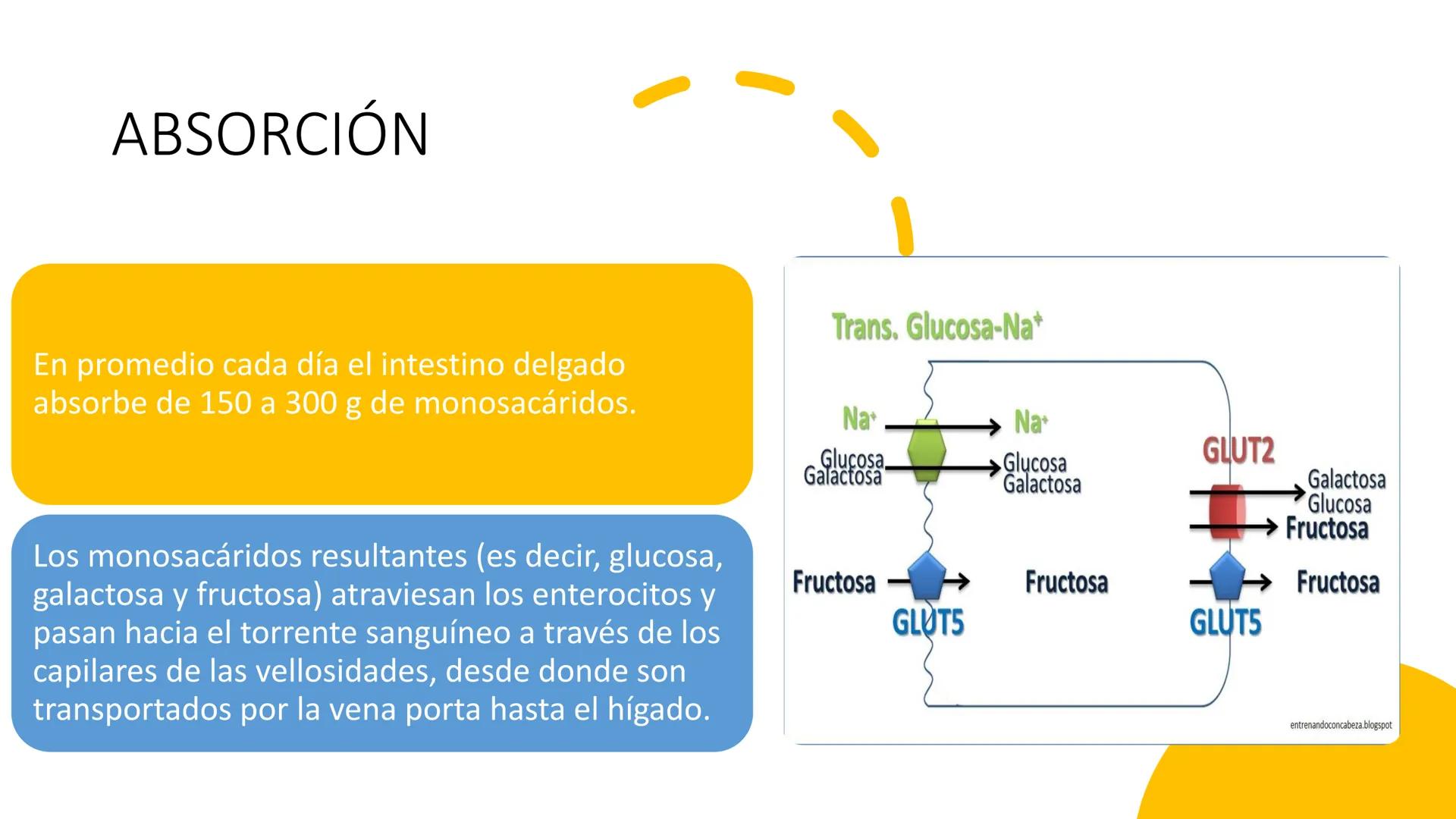 Glucosa
Fructuosa
Ribosa
HO
CH2OH
H
O
C
C = O
C
H-C-OH
HO-C-H
H-C-OH
HO-C-H
H-C-OH
H-C-OH
H-C-OH
H-C-OH
H-C-OH
☐
H-C-OH
CH2OH
CH2OH
CH2OH
a