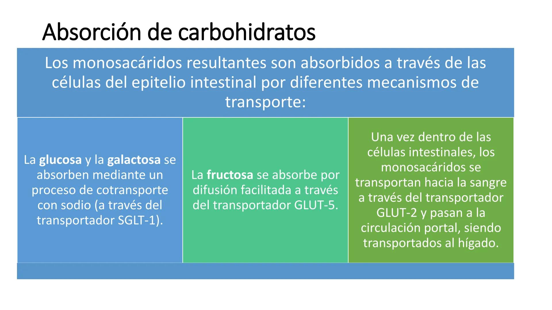 Glucosa
Fructuosa
Ribosa
HO
CH2OH
H
O
C
C = O
C
H-C-OH
HO-C-H
H-C-OH
HO-C-H
H-C-OH
H-C-OH
H-C-OH
H-C-OH
H-C-OH
☐
H-C-OH
CH2OH
CH2OH
CH2OH
a