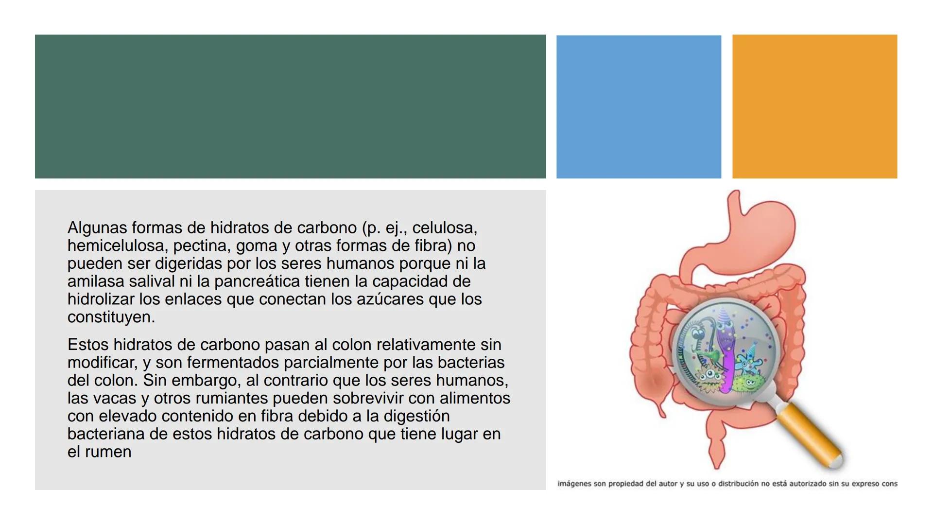 Glucosa
Fructuosa
Ribosa
HO
CH2OH
H
O
C
C = O
C
H-C-OH
HO-C-H
H-C-OH
HO-C-H
H-C-OH
H-C-OH
H-C-OH
H-C-OH
H-C-OH
☐
H-C-OH
CH2OH
CH2OH
CH2OH
a