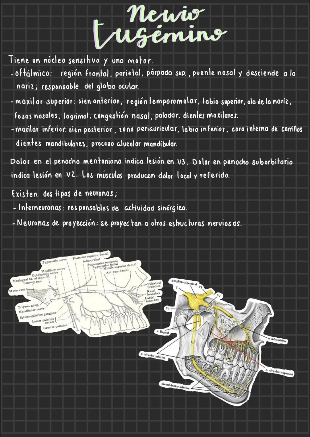 # Newio
# Lugemino
Tiene un núcleo sensitivo y uno motor.
-oftálmico: región frontal, parietal, párpado sup., puente nasal y desciende a