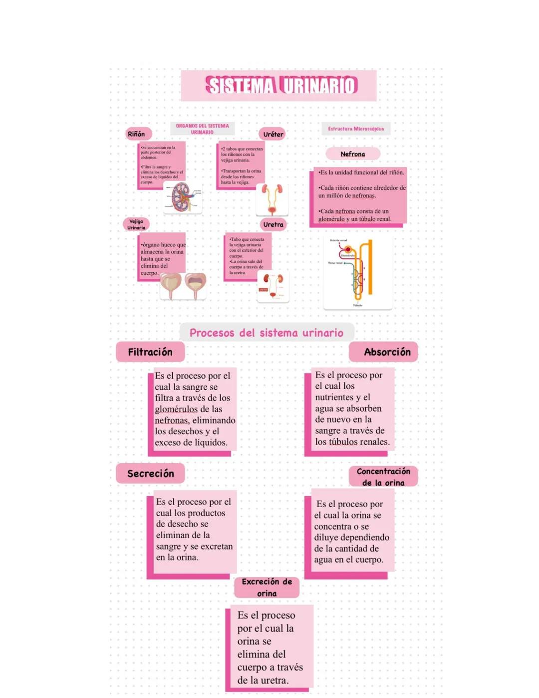 # SISTEMA URINARIO
Riñón
ORGANOS DEL SISTEMA
URINARIO
elimina los desathas y ed
Vejiga
Urinaria
órgano hueco que
almacena la orina
hast