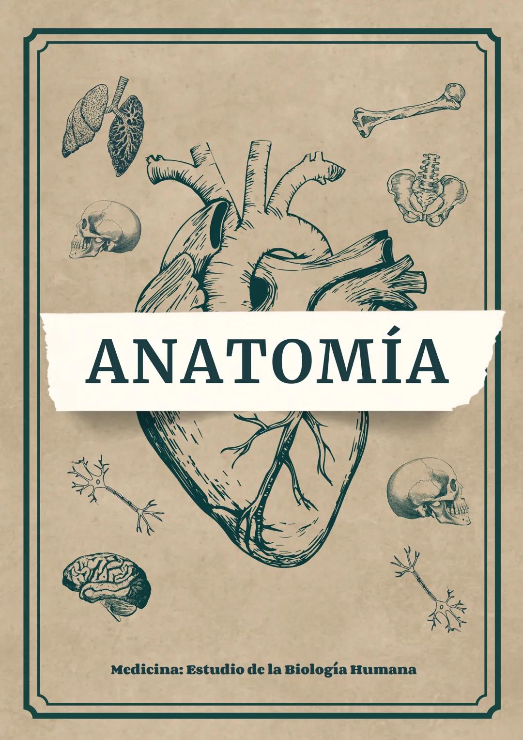 ANATOMÍA
Medicina: Estudio de la Biología Humana Anatomia de
Pierna
LIGAMENTO
ROTULIANO(TENDÓN DE
CUADRICEPS)
INSERCIÓN DEL
SARTORIO
PERONEO