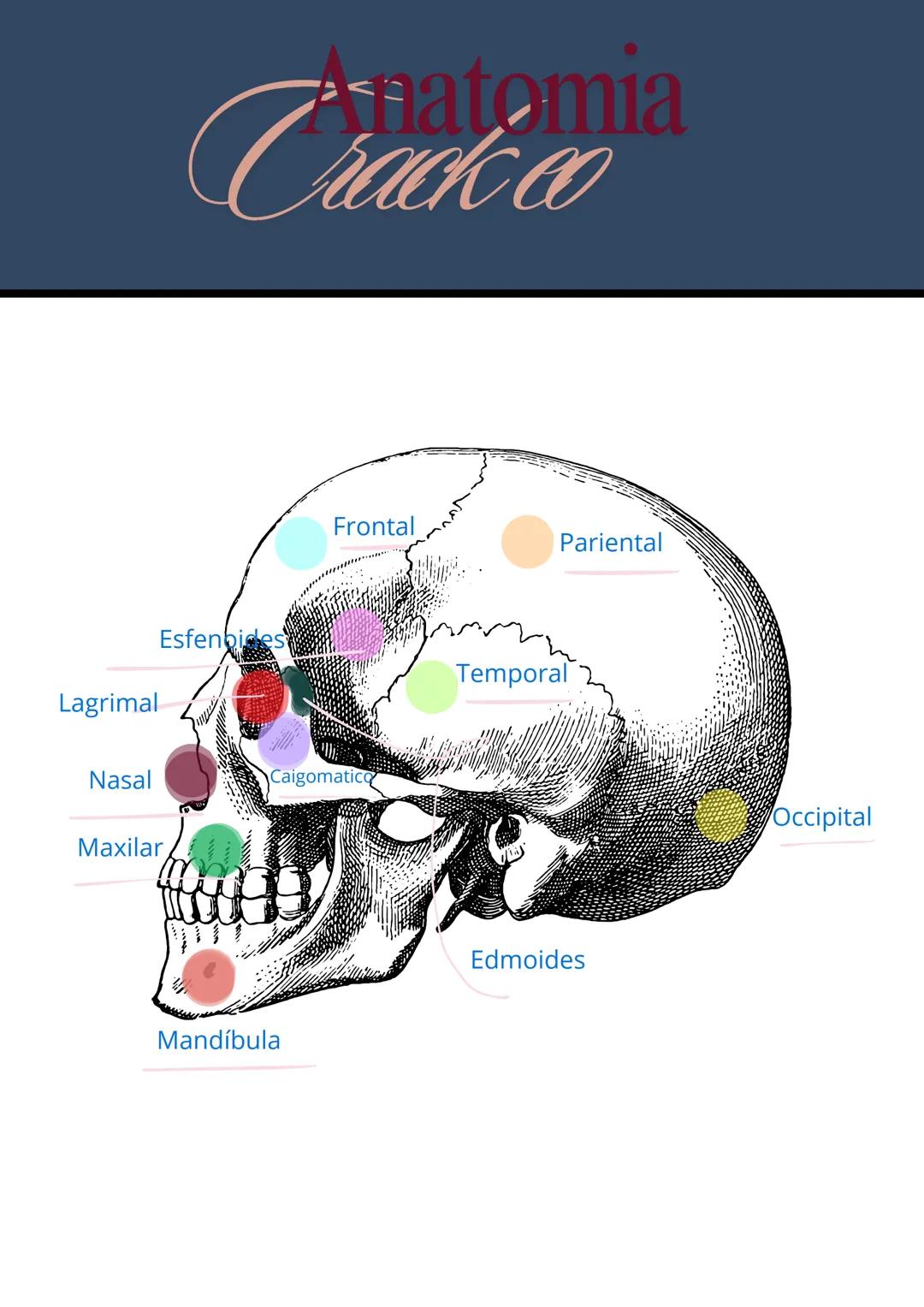 ANATOMÍA
Medicina: Estudio de la Biología Humana Anatomia de
Pierna
LIGAMENTO
ROTULIANO(TENDÓN DE
CUADRICEPS)
INSERCIÓN DEL
SARTORIO
PERONEO