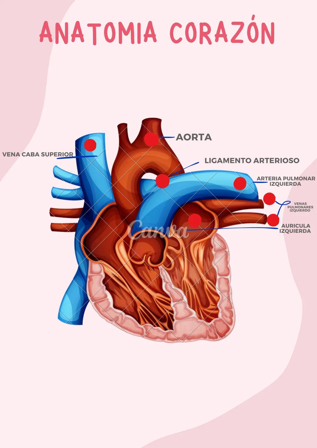 ANATOMÍA
Medicina: Estudio de la Biología Humana Anatomia de
Pierna
LIGAMENTO
ROTULIANO(TENDÓN DE
CUADRICEPS)
INSERCIÓN DEL
SARTORIO
PERONEO