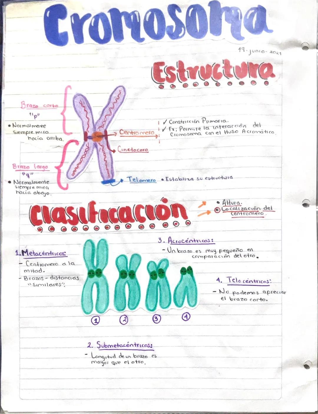 # Cromosoma
19-Junio-2021
# Estructura
Brazo corto
"p"
• Normalmente
Siempre mira
hacia arriba,
1/ Constricción Primaria.
Centromero