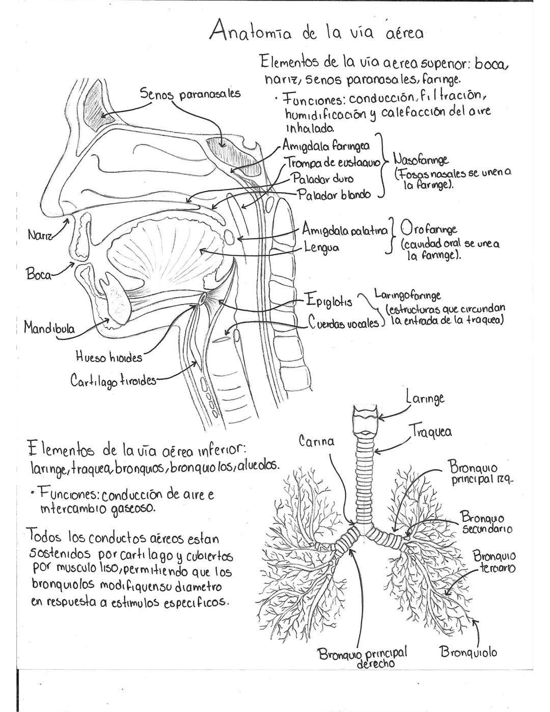# Anatomia de la vía aérea
Senos paranasales
Elementos de la via aerea superior: boca,
hariz, Senos paranasales, faringe.
Funciones: cond