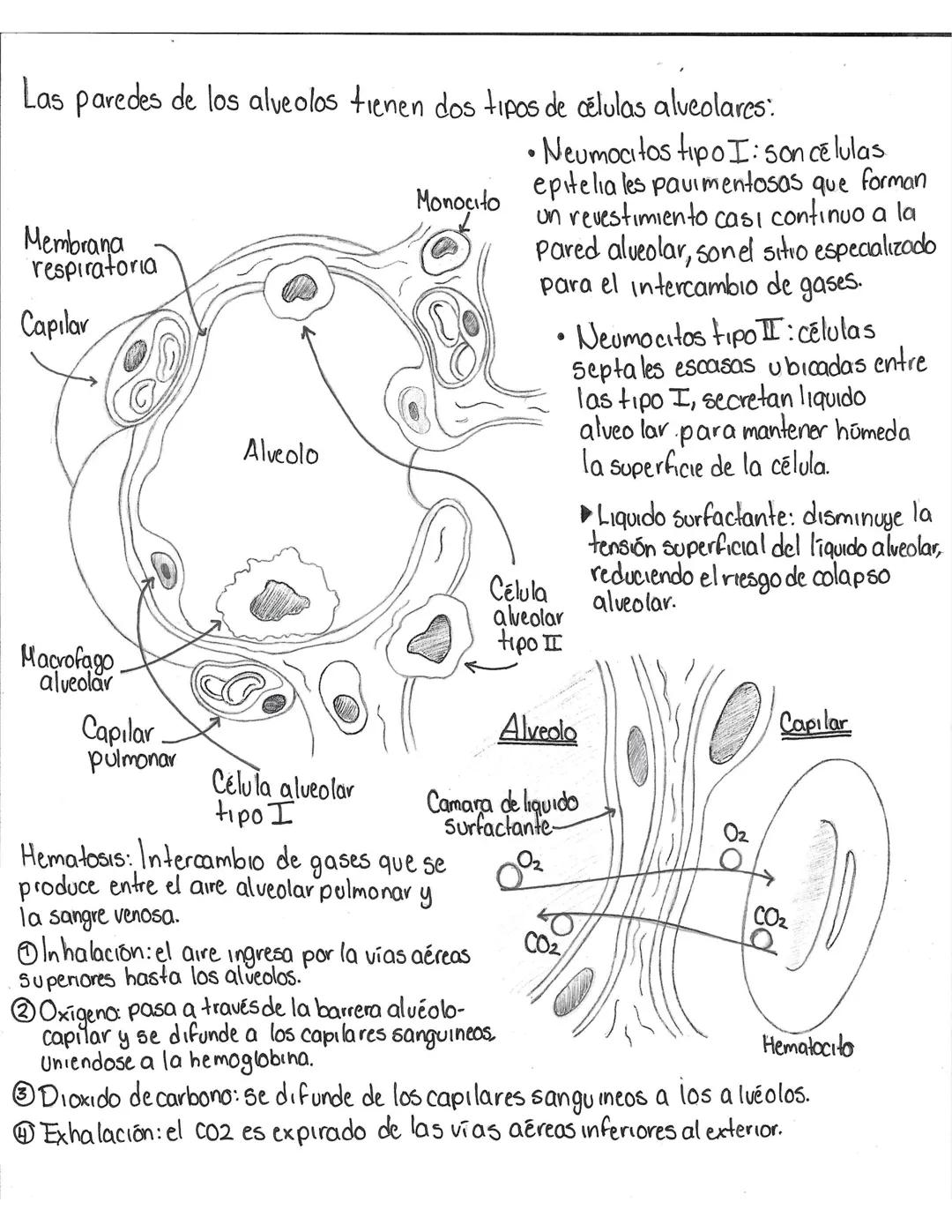 # Anatomia de la vía aérea
Senos paranasales
Elementos de la via aerea superior: boca,
hariz, Senos paranasales, faringe.
Funciones: cond