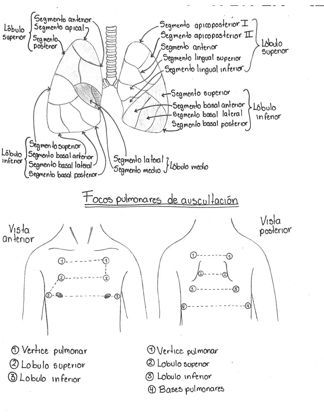 # Anatomia de la vía aérea
Senos paranasales
Elementos de la via aerea superior: boca,
hariz, Senos paranasales, faringe.
Funciones: cond