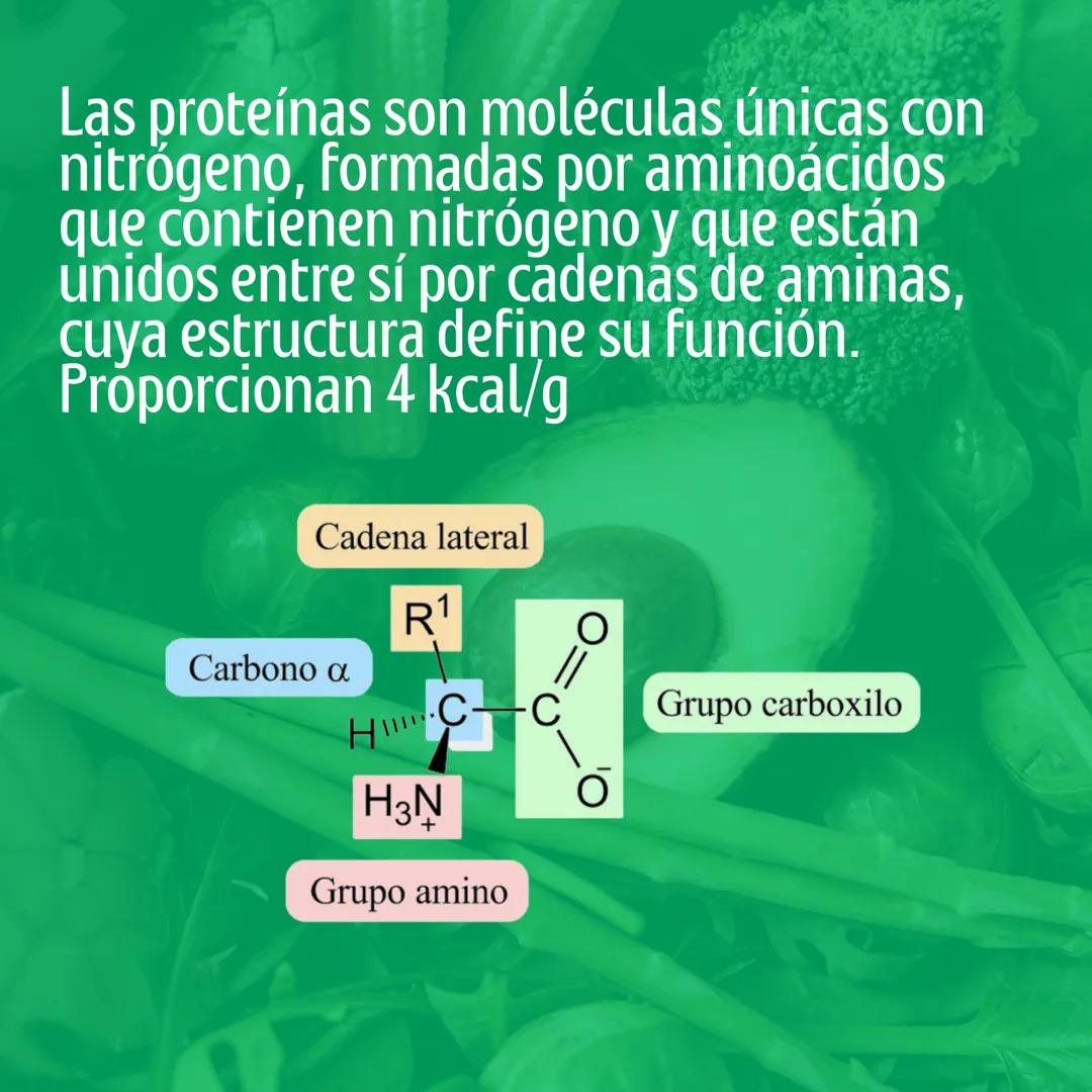 # Proteinas
Macronutriente
@studynutrifocus Las proteínas son moléculas únicas con
nitrógeno, formadas por aminoácidos
que contienen nitró