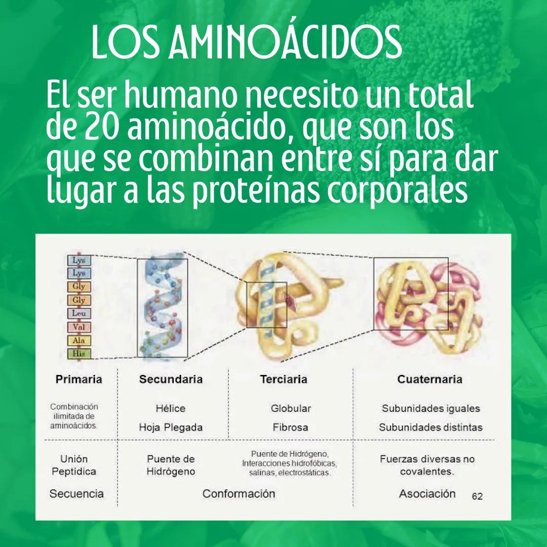 # Proteinas
Macronutriente
@studynutrifocus Las proteínas son moléculas únicas con
nitrógeno, formadas por aminoácidos
que contienen nitró
