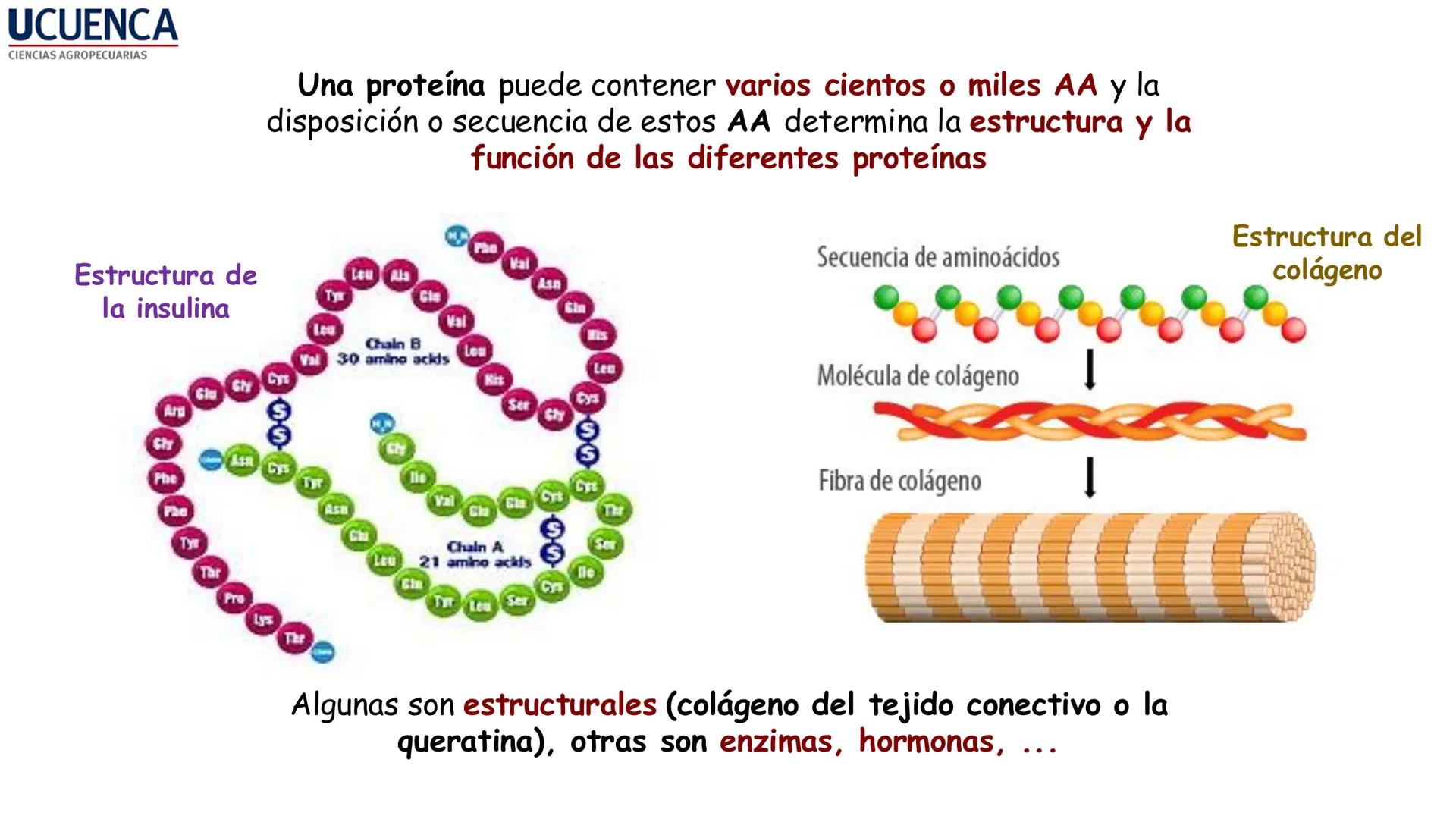 UCUENCA
CIENCIAS AGROPECUARIAS
FACULTAD DE CIENCIAS AGROPECUARIAS
CARRERA DE MEDICINA VETERINARIA
BIOQUÍMICA I
FONS VITA CRUDITIO POSSID