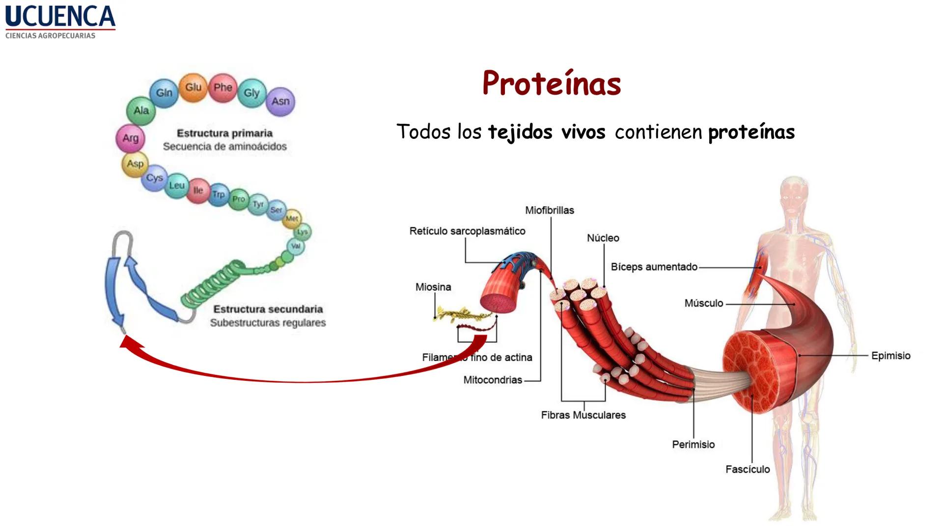UCUENCA
CIENCIAS AGROPECUARIAS
FACULTAD DE CIENCIAS AGROPECUARIAS
CARRERA DE MEDICINA VETERINARIA
BIOQUÍMICA I
FONS VITA CRUDITIO POSSID