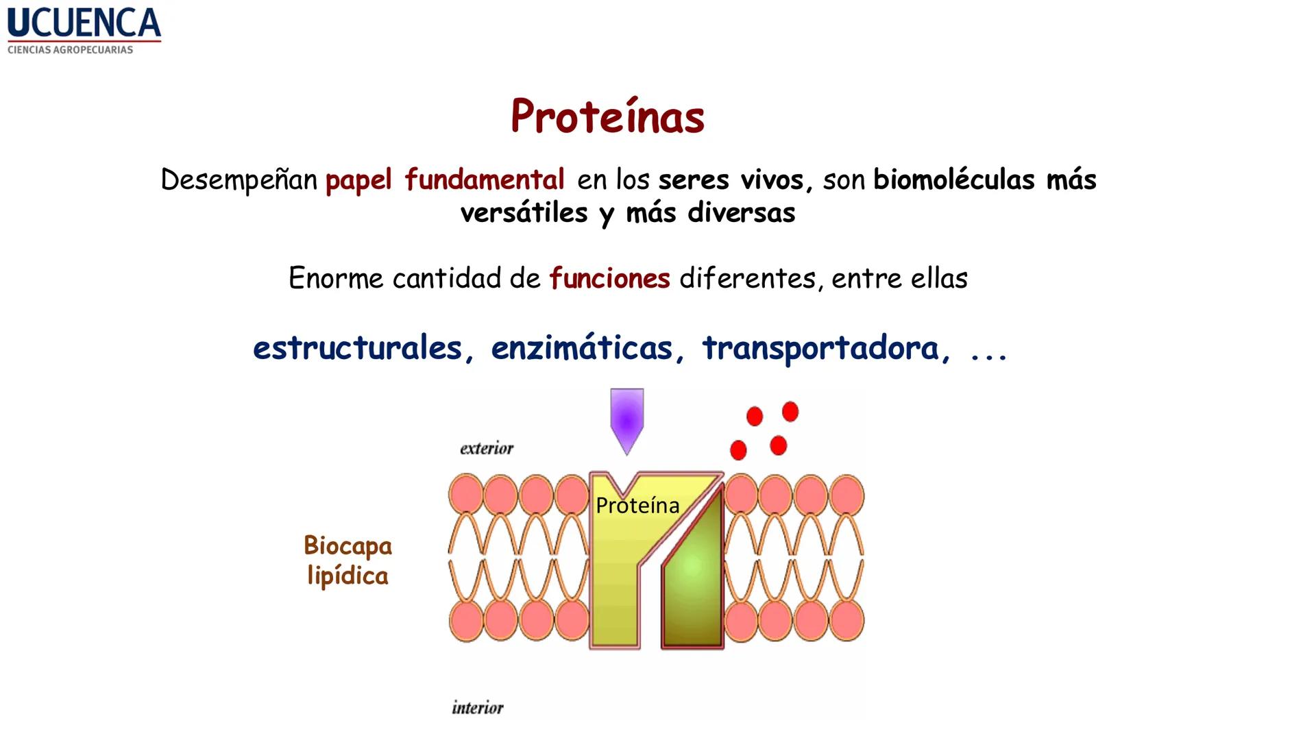 UCUENCA
CIENCIAS AGROPECUARIAS
FACULTAD DE CIENCIAS AGROPECUARIAS
CARRERA DE MEDICINA VETERINARIA
BIOQUÍMICA I
FONS VITA CRUDITIO POSSID
