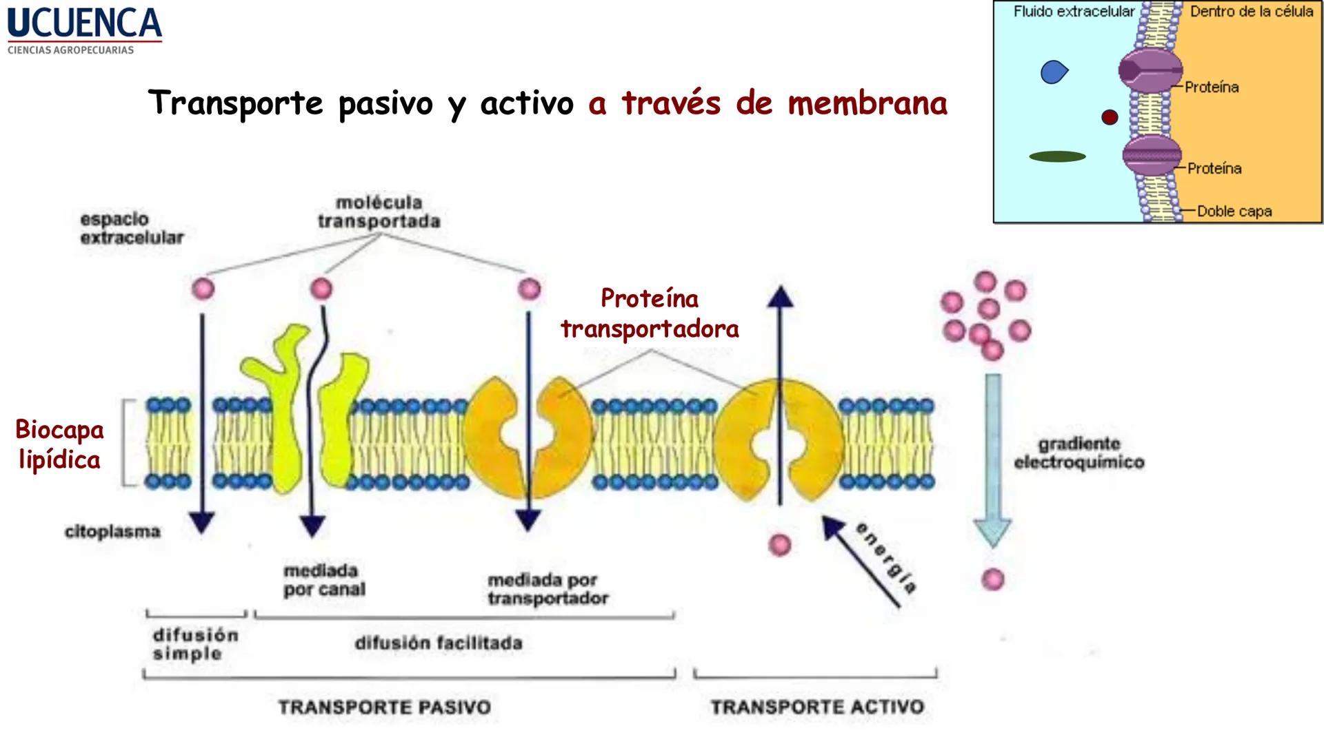 UCUENCA
CIENCIAS AGROPECUARIAS
FACULTAD DE CIENCIAS AGROPECUARIAS
CARRERA DE MEDICINA VETERINARIA
BIOQUÍMICA I
FONS VITA CRUDITIO POSSID