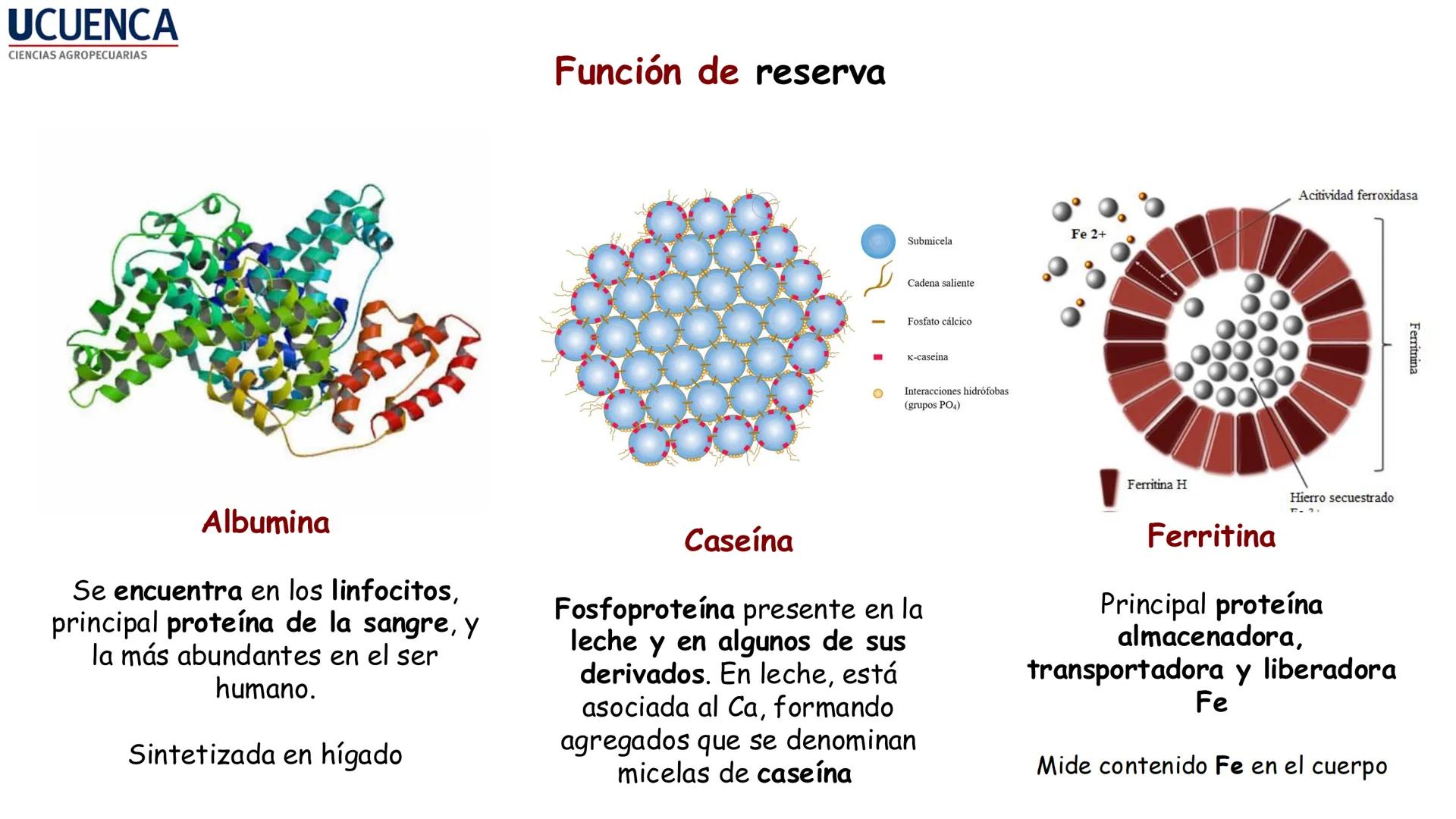 UCUENCA
CIENCIAS AGROPECUARIAS
FACULTAD DE CIENCIAS AGROPECUARIAS
CARRERA DE MEDICINA VETERINARIA
BIOQUÍMICA I
FONS VITA CRUDITIO POSSID