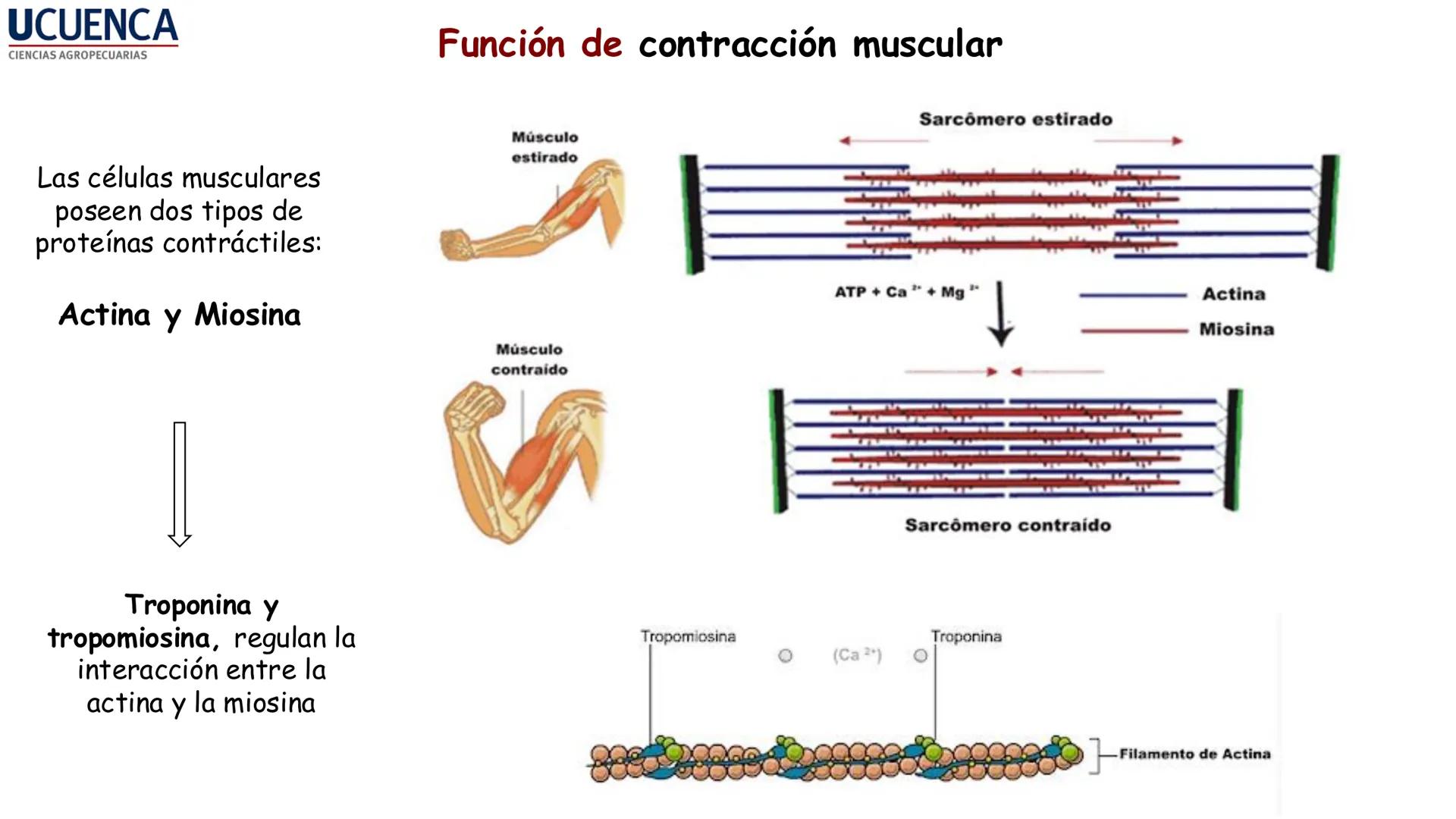 UCUENCA
CIENCIAS AGROPECUARIAS
FACULTAD DE CIENCIAS AGROPECUARIAS
CARRERA DE MEDICINA VETERINARIA
BIOQUÍMICA I
FONS VITA CRUDITIO POSSID