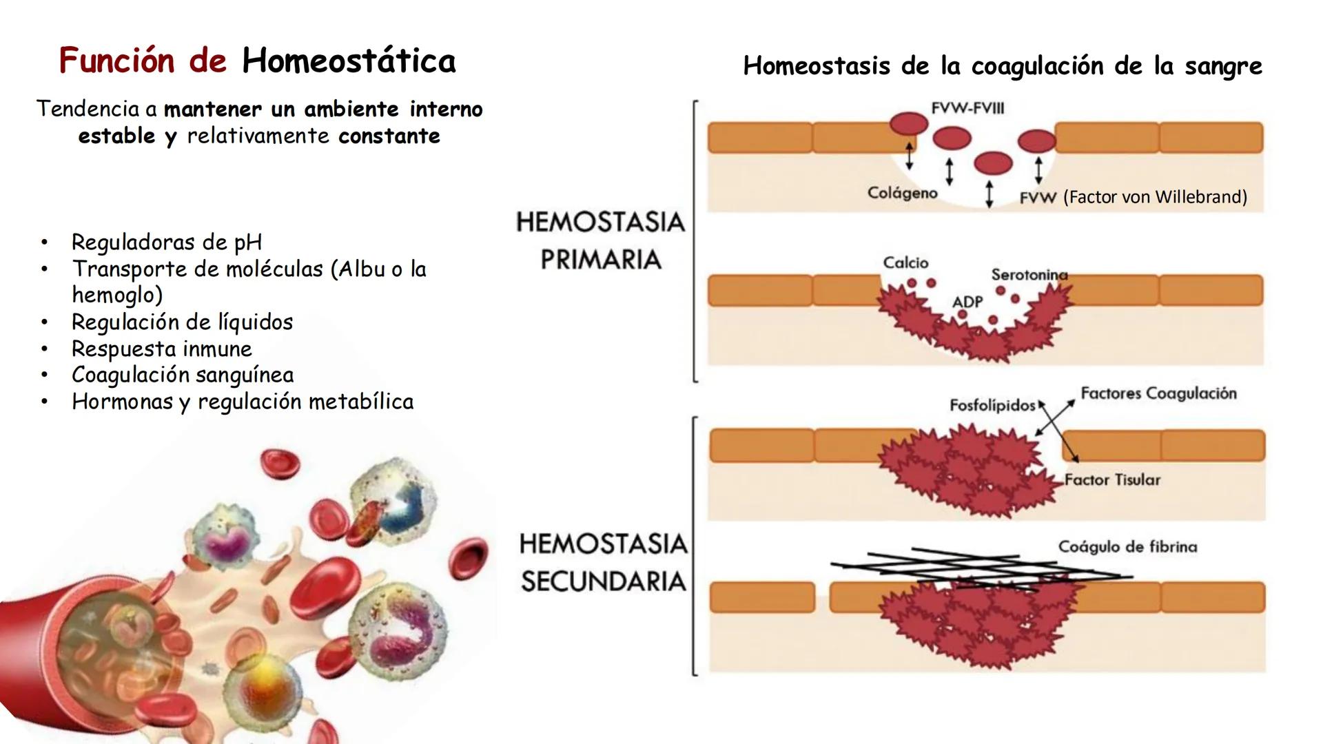 UCUENCA
CIENCIAS AGROPECUARIAS
FACULTAD DE CIENCIAS AGROPECUARIAS
CARRERA DE MEDICINA VETERINARIA
BIOQUÍMICA I
FONS VITA CRUDITIO POSSID