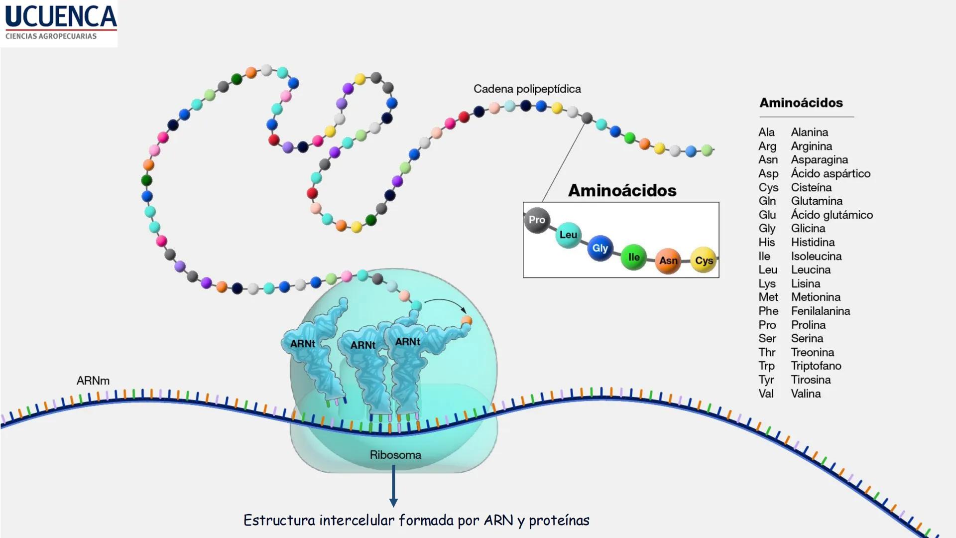 UCUENCA
CIENCIAS AGROPECUARIAS
FACULTAD DE CIENCIAS AGROPECUARIAS
CARRERA DE MEDICINA VETERINARIA
BIOQUÍMICA I
FONS VITA CRUDITIO POSSID
