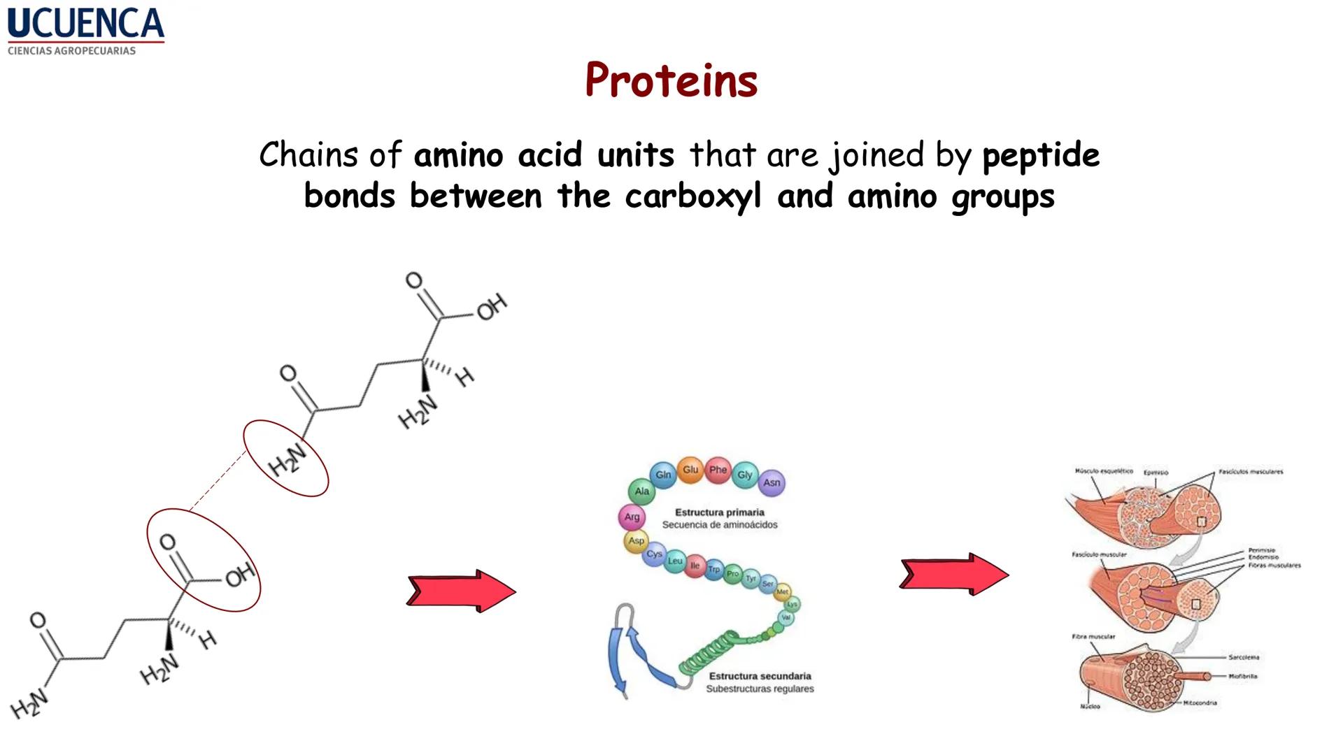 UCUENCA
CIENCIAS AGROPECUARIAS
FACULTAD DE CIENCIAS AGROPECUARIAS
CARRERA DE MEDICINA VETERINARIA
BIOQUÍMICA I
FONS VITA CRUDITIO POSSID
