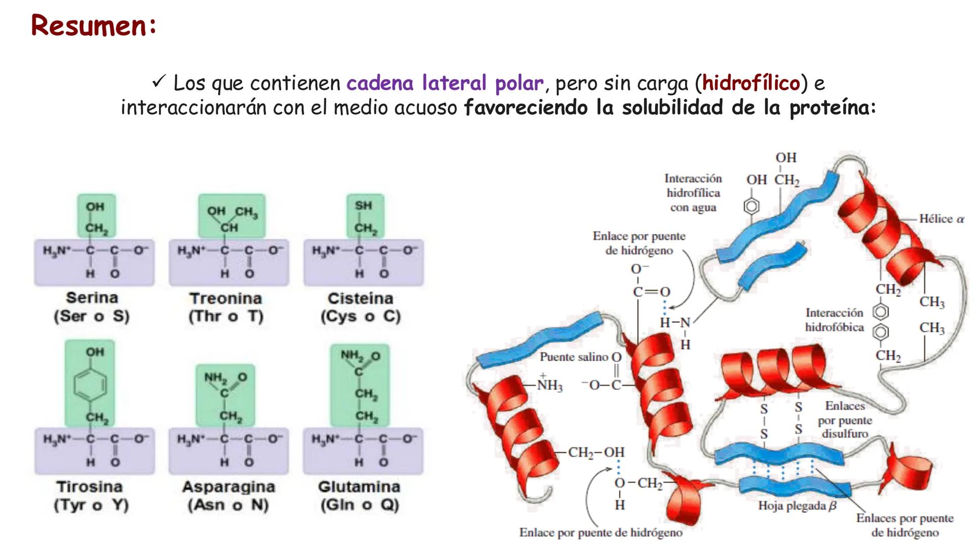 UCUENCA
CIENCIAS AGROPECUARIAS
FACULTAD DE CIENCIAS AGROPECUARIAS
CARRERA DE MEDICINA VETERINARIA
BIOQUÍMICA I
FONS VITA CRUDITIO POSSID