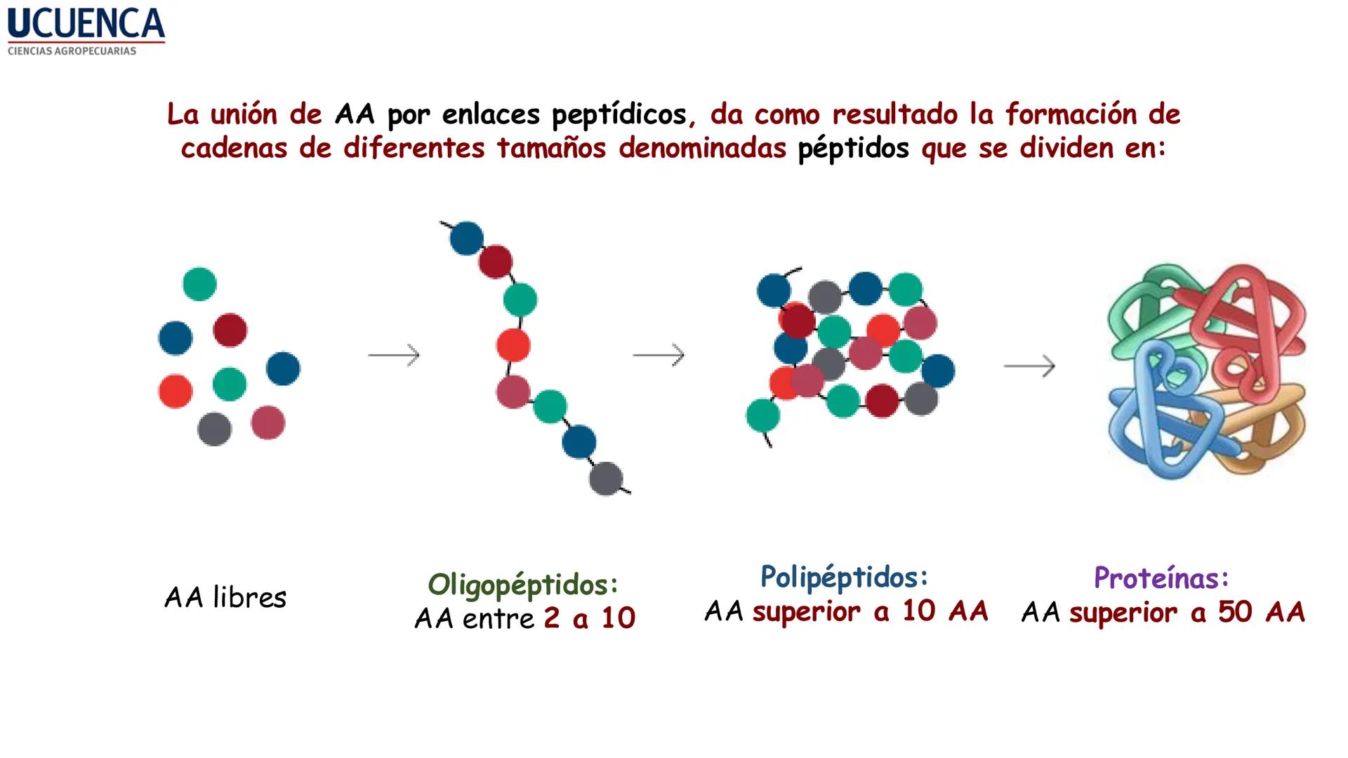 UCUENCA
CIENCIAS AGROPECUARIAS
FACULTAD DE CIENCIAS AGROPECUARIAS
CARRERA DE MEDICINA VETERINARIA
BIOQUÍMICA I
FONS VITA CRUDITIO POSSID