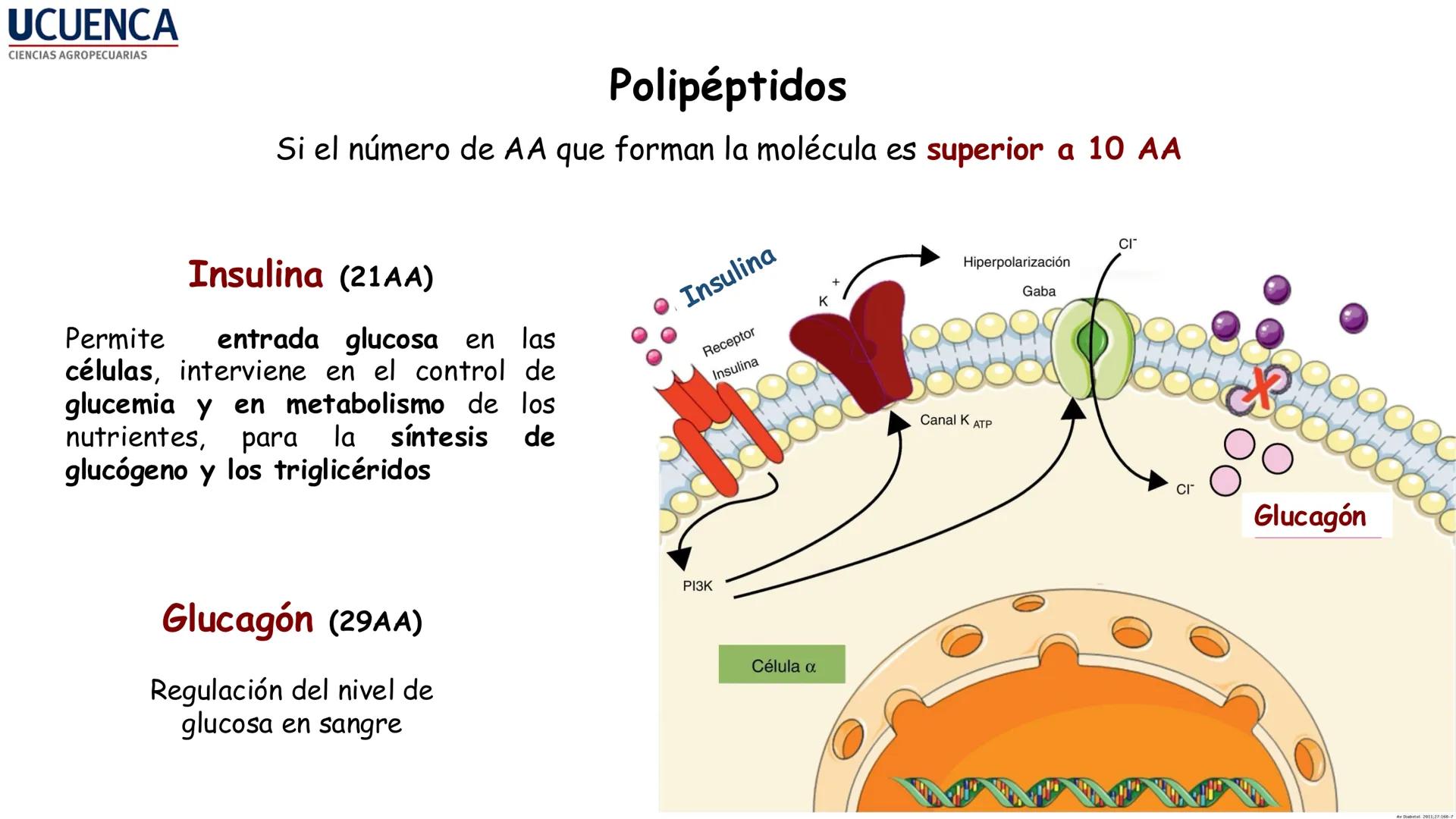 UCUENCA
CIENCIAS AGROPECUARIAS
FACULTAD DE CIENCIAS AGROPECUARIAS
CARRERA DE MEDICINA VETERINARIA
BIOQUÍMICA I
FONS VITA CRUDITIO POSSID