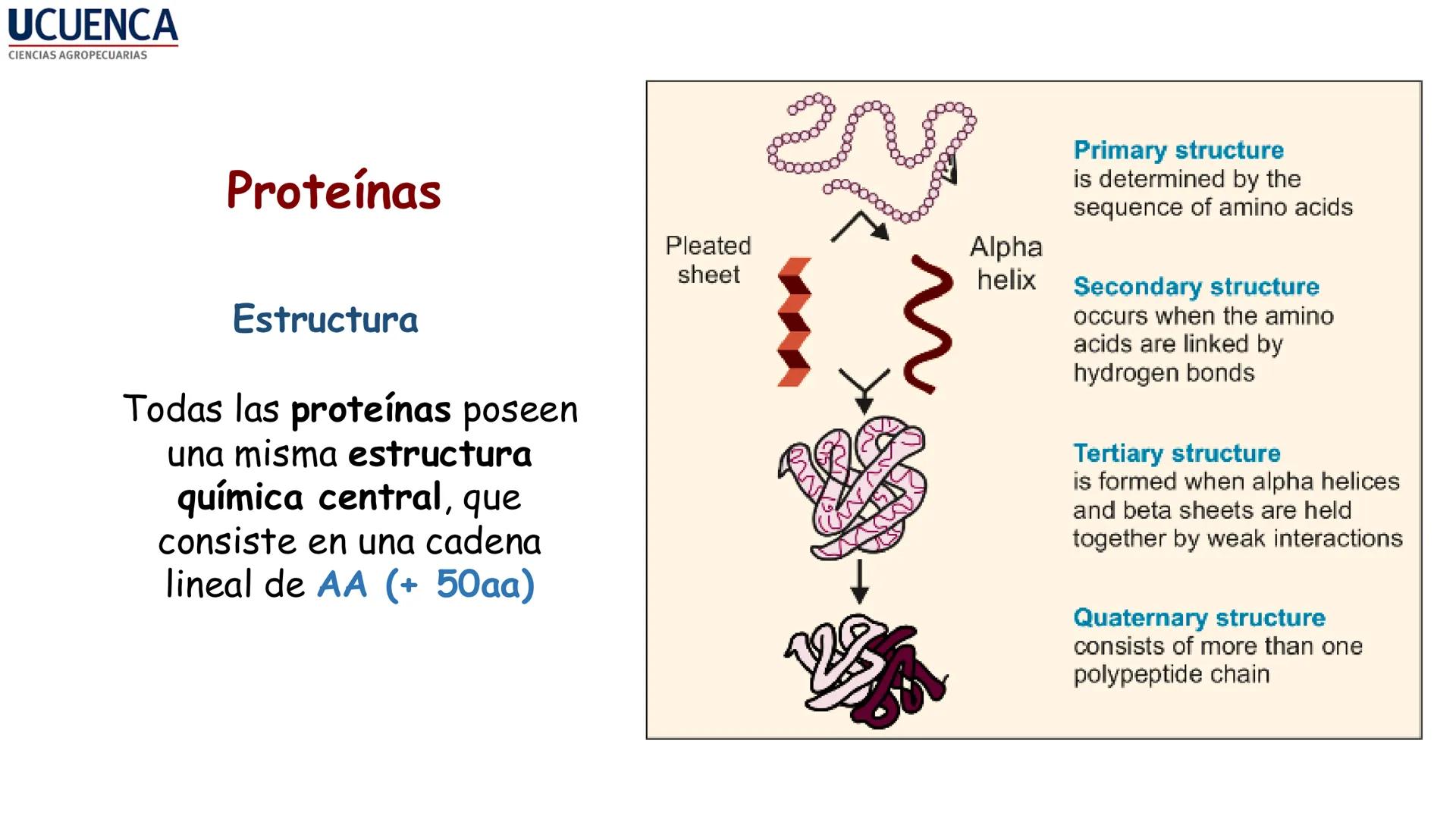 UCUENCA
CIENCIAS AGROPECUARIAS
FACULTAD DE CIENCIAS AGROPECUARIAS
CARRERA DE MEDICINA VETERINARIA
BIOQUÍMICA I
FONS VITA CRUDITIO POSSID