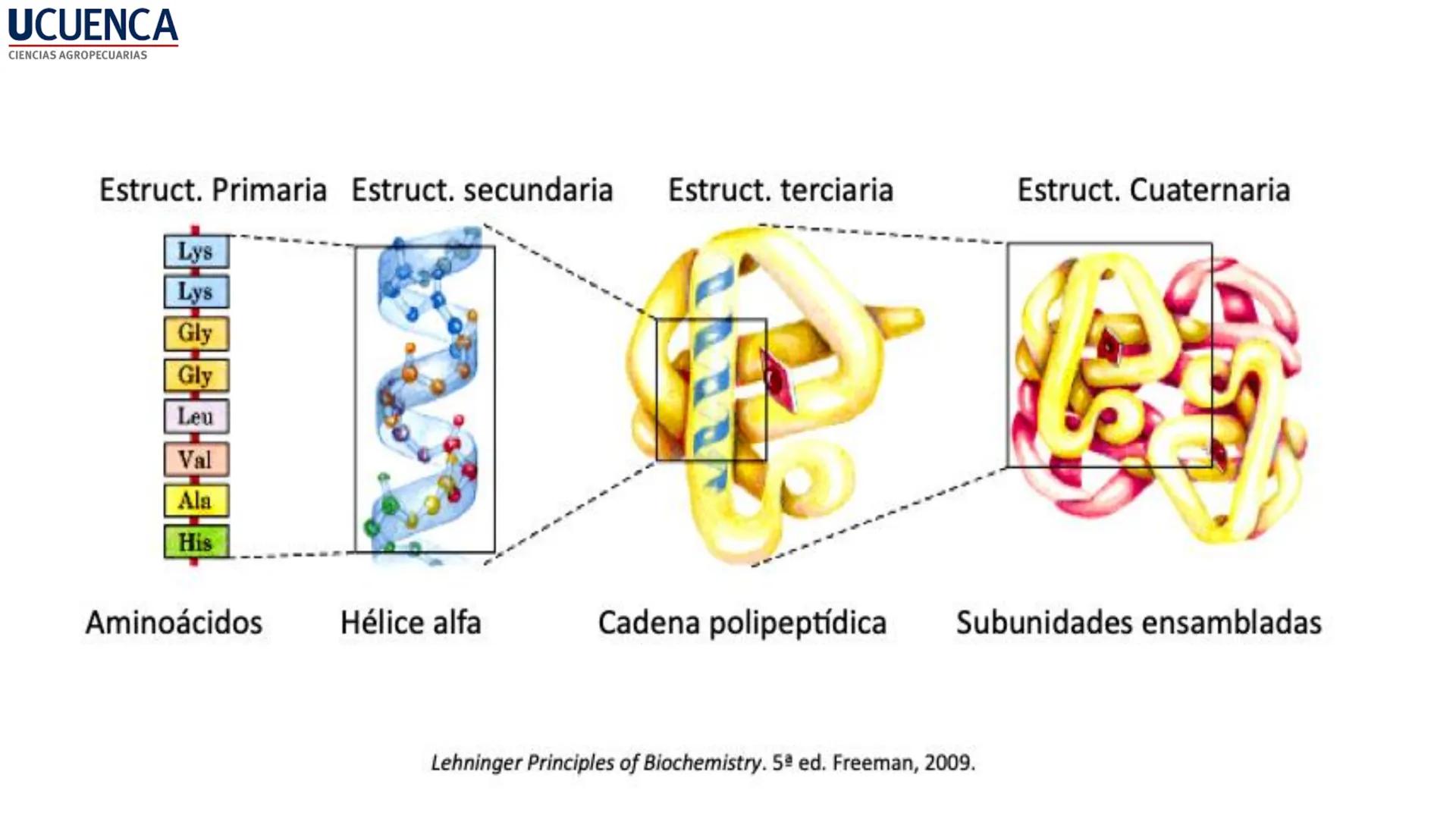 UCUENCA
CIENCIAS AGROPECUARIAS
FACULTAD DE CIENCIAS AGROPECUARIAS
CARRERA DE MEDICINA VETERINARIA
BIOQUÍMICA I
FONS VITA CRUDITIO POSSID