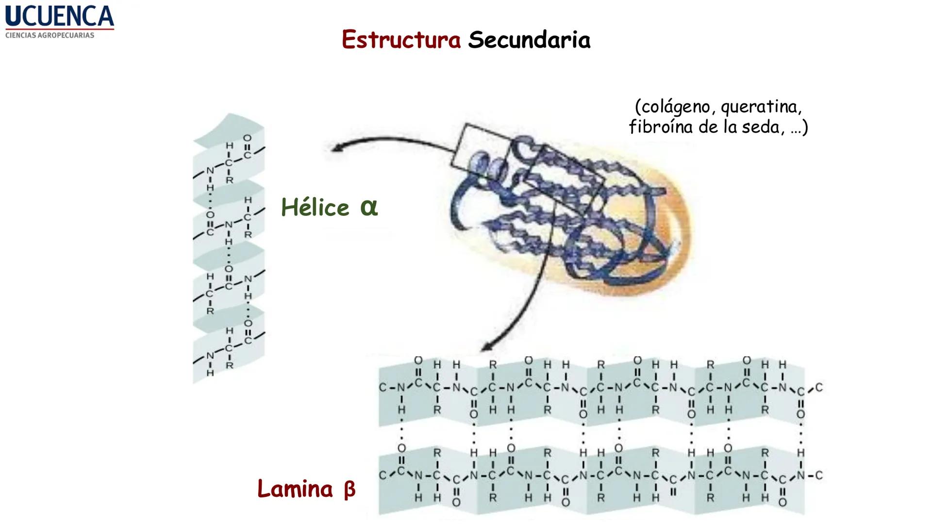 UCUENCA
CIENCIAS AGROPECUARIAS
FACULTAD DE CIENCIAS AGROPECUARIAS
CARRERA DE MEDICINA VETERINARIA
BIOQUÍMICA I
FONS VITA CRUDITIO POSSID