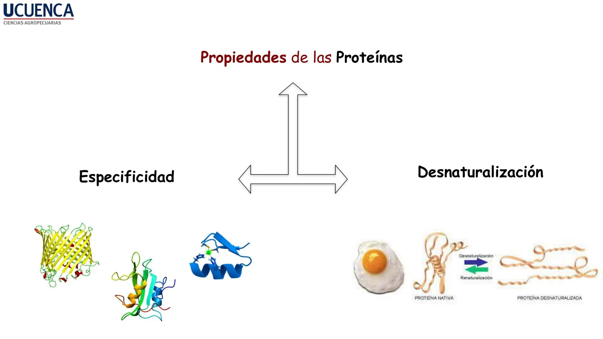 UCUENCA
CIENCIAS AGROPECUARIAS
FACULTAD DE CIENCIAS AGROPECUARIAS
CARRERA DE MEDICINA VETERINARIA
BIOQUÍMICA I
FONS VITA CRUDITIO POSSID