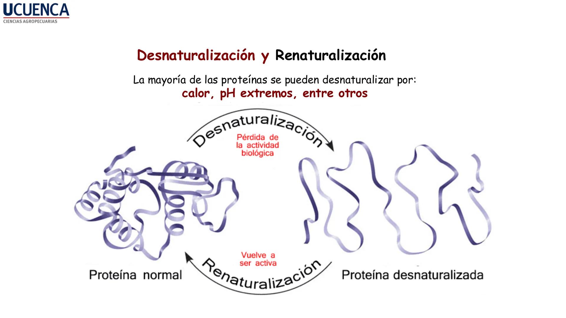 UCUENCA
CIENCIAS AGROPECUARIAS
FACULTAD DE CIENCIAS AGROPECUARIAS
CARRERA DE MEDICINA VETERINARIA
BIOQUÍMICA I
FONS VITA CRUDITIO POSSID