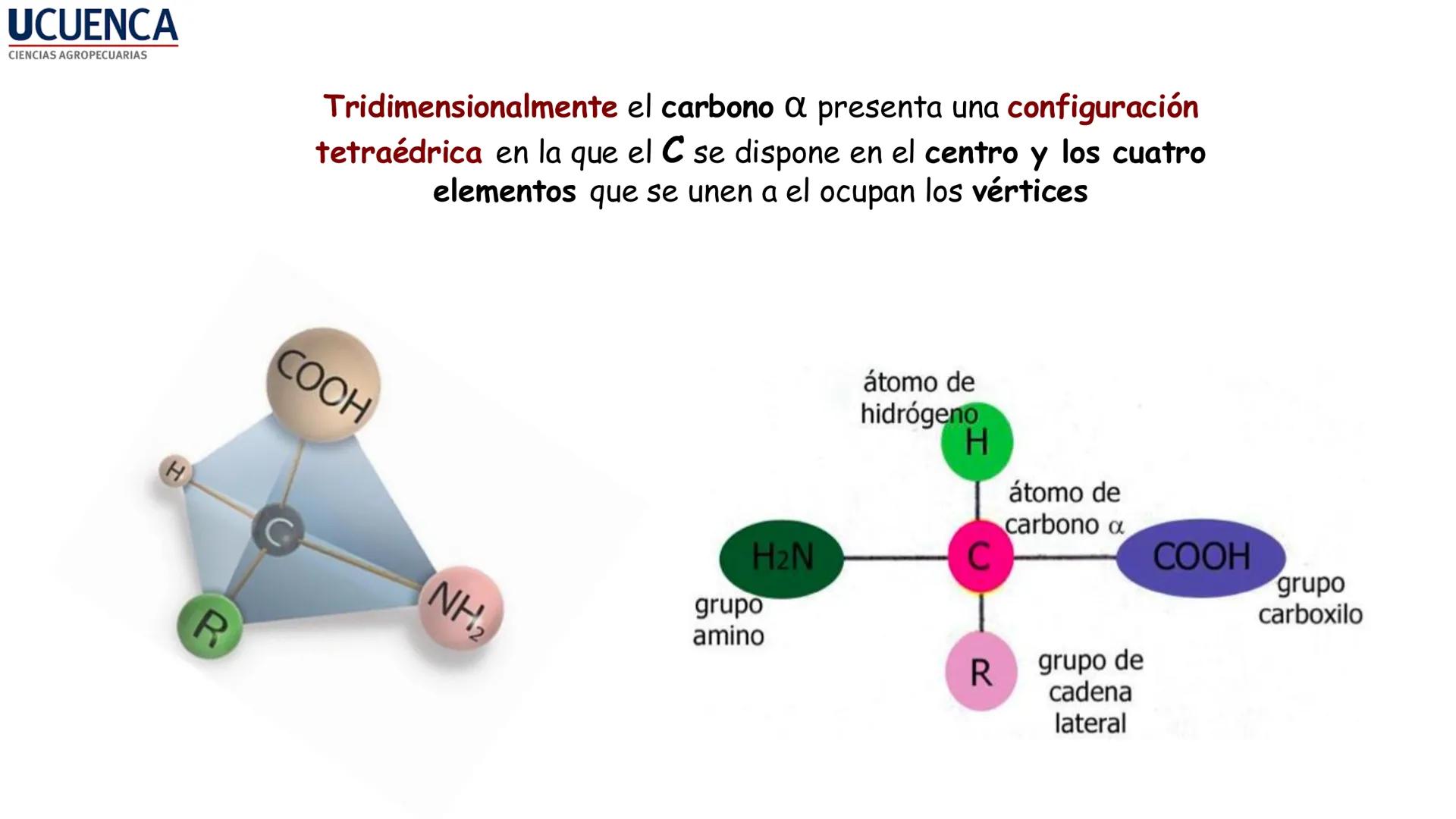 UCUENCA
CIENCIAS AGROPECUARIAS
FACULTAD DE CIENCIAS AGROPECUARIAS
CARRERA DE MEDICINA VETERINARIA
BIOQUÍMICA I
FONS VITA CRUDITIO POSSID