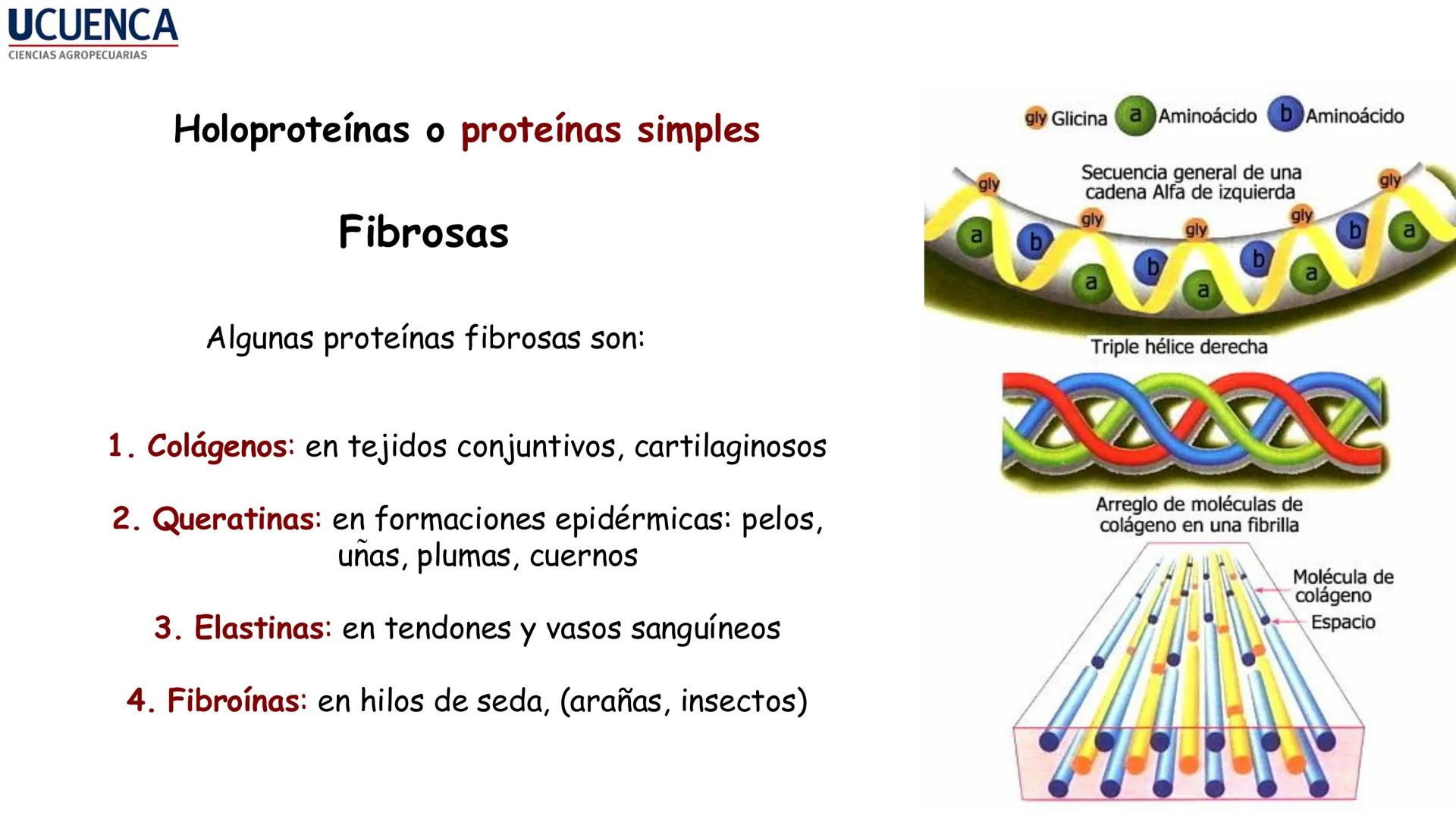 UCUENCA
CIENCIAS AGROPECUARIAS
FACULTAD DE CIENCIAS AGROPECUARIAS
CARRERA DE MEDICINA VETERINARIA
BIOQUÍMICA I
FONS VITA CRUDITIO POSSID