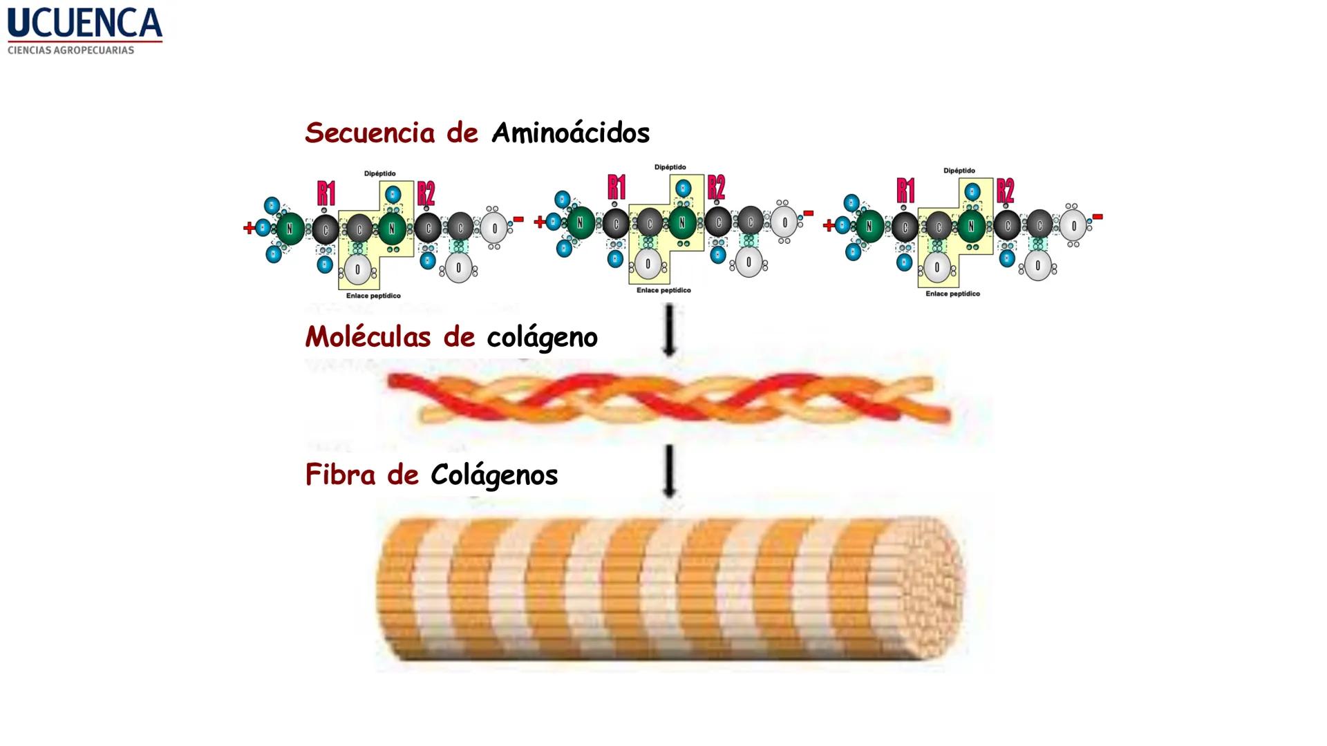 UCUENCA
CIENCIAS AGROPECUARIAS
FACULTAD DE CIENCIAS AGROPECUARIAS
CARRERA DE MEDICINA VETERINARIA
BIOQUÍMICA I
FONS VITA CRUDITIO POSSID