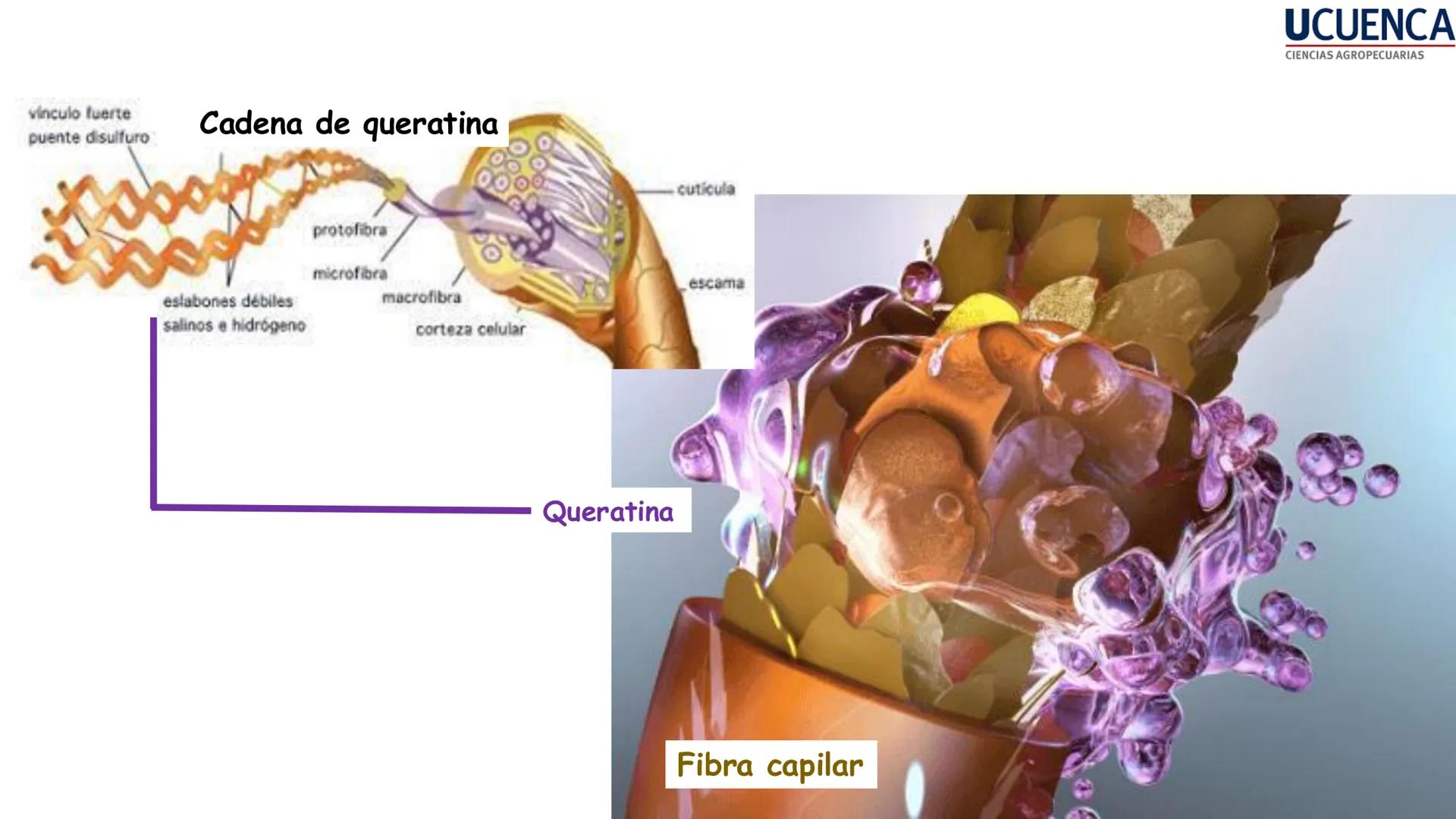 UCUENCA
CIENCIAS AGROPECUARIAS
FACULTAD DE CIENCIAS AGROPECUARIAS
CARRERA DE MEDICINA VETERINARIA
BIOQUÍMICA I
FONS VITA CRUDITIO POSSID