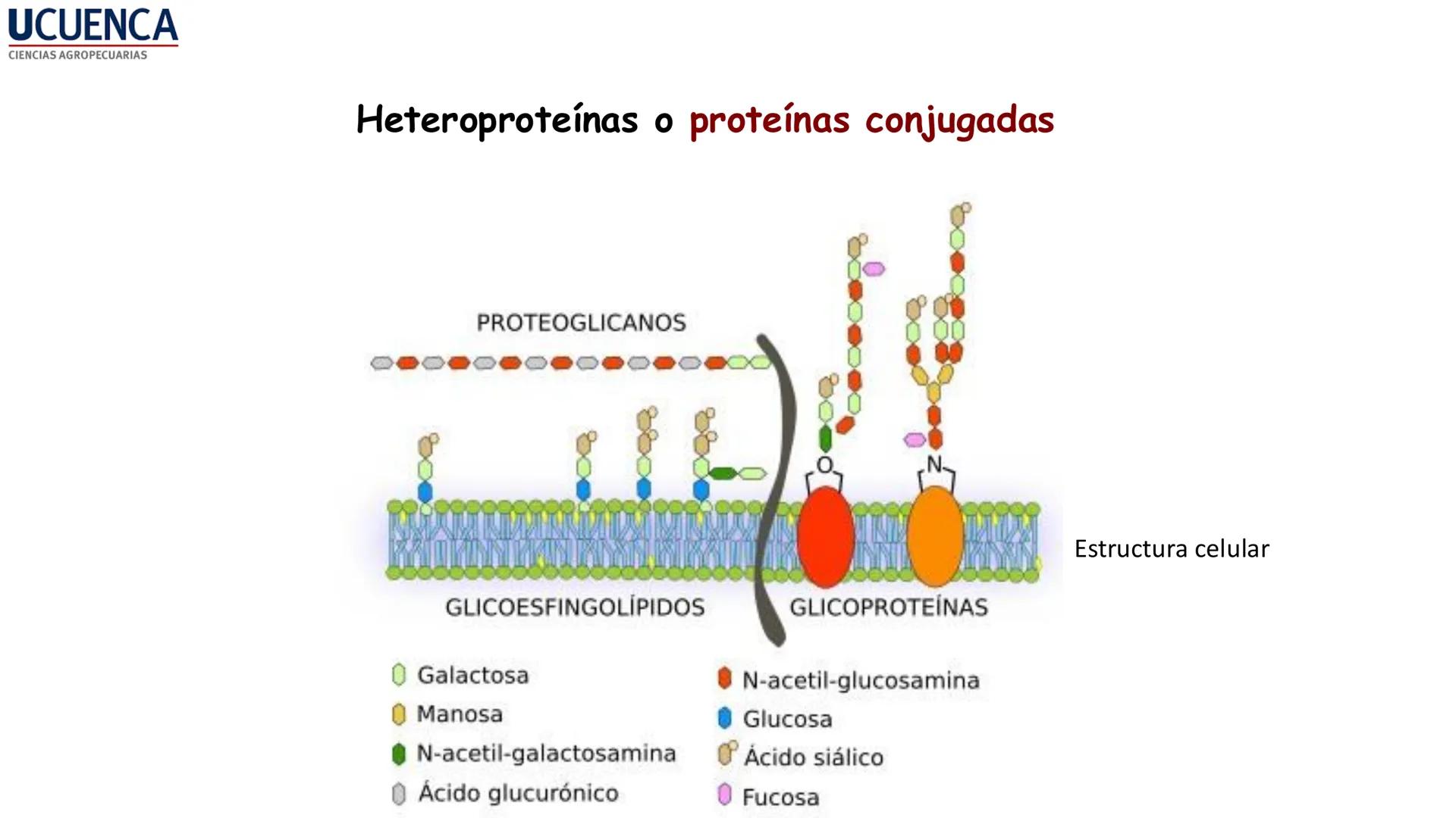 UCUENCA
CIENCIAS AGROPECUARIAS
FACULTAD DE CIENCIAS AGROPECUARIAS
CARRERA DE MEDICINA VETERINARIA
BIOQUÍMICA I
FONS VITA CRUDITIO POSSID