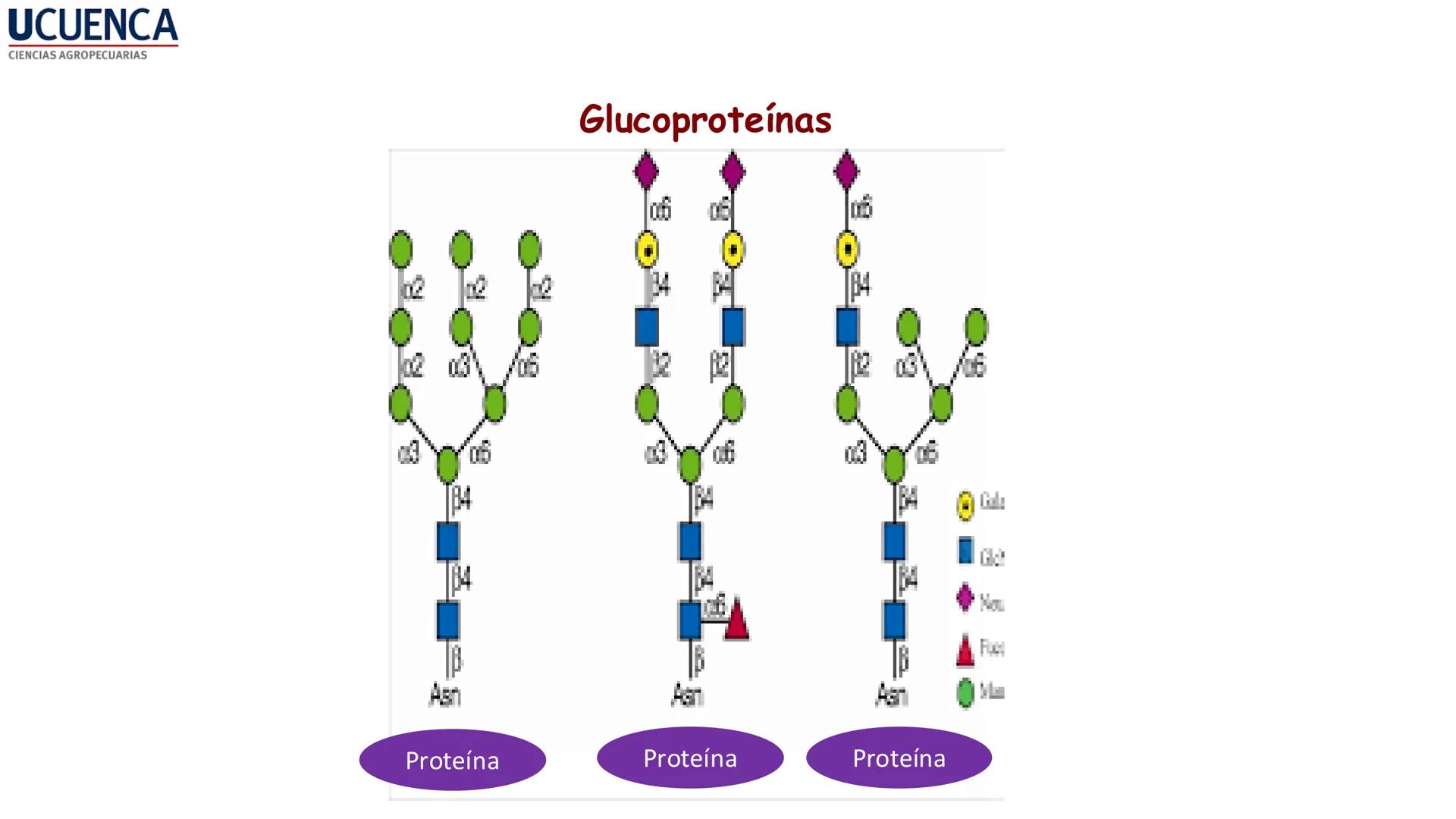 UCUENCA
CIENCIAS AGROPECUARIAS
FACULTAD DE CIENCIAS AGROPECUARIAS
CARRERA DE MEDICINA VETERINARIA
BIOQUÍMICA I
FONS VITA CRUDITIO POSSID