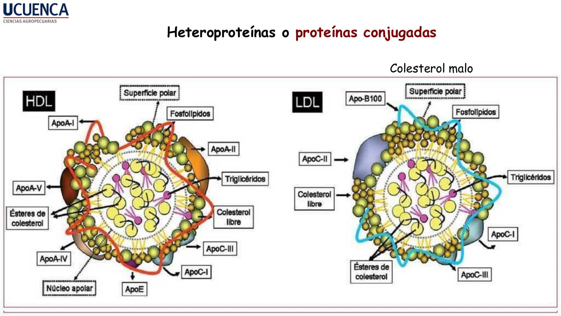 UCUENCA
CIENCIAS AGROPECUARIAS
FACULTAD DE CIENCIAS AGROPECUARIAS
CARRERA DE MEDICINA VETERINARIA
BIOQUÍMICA I
FONS VITA CRUDITIO POSSID