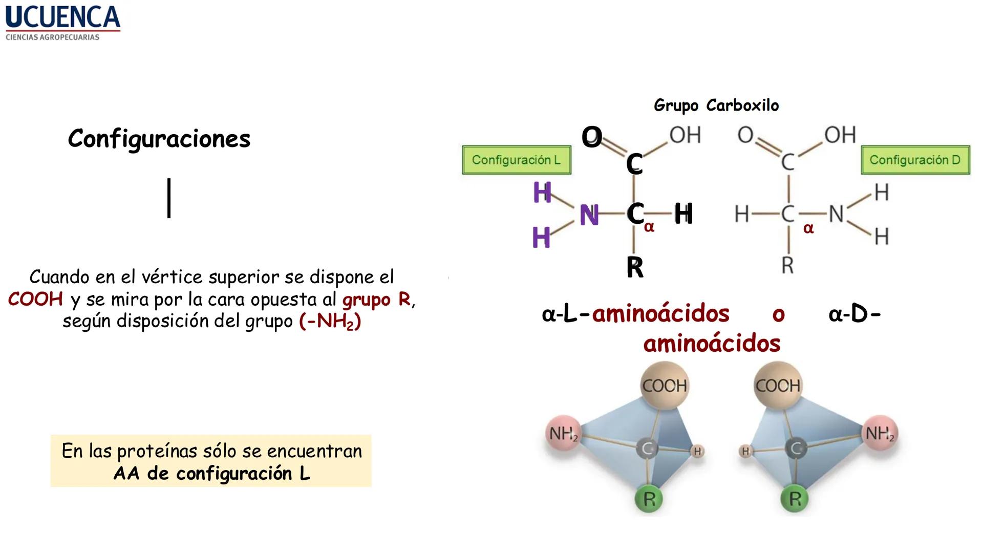 UCUENCA
CIENCIAS AGROPECUARIAS
FACULTAD DE CIENCIAS AGROPECUARIAS
CARRERA DE MEDICINA VETERINARIA
BIOQUÍMICA I
FONS VITA CRUDITIO POSSID