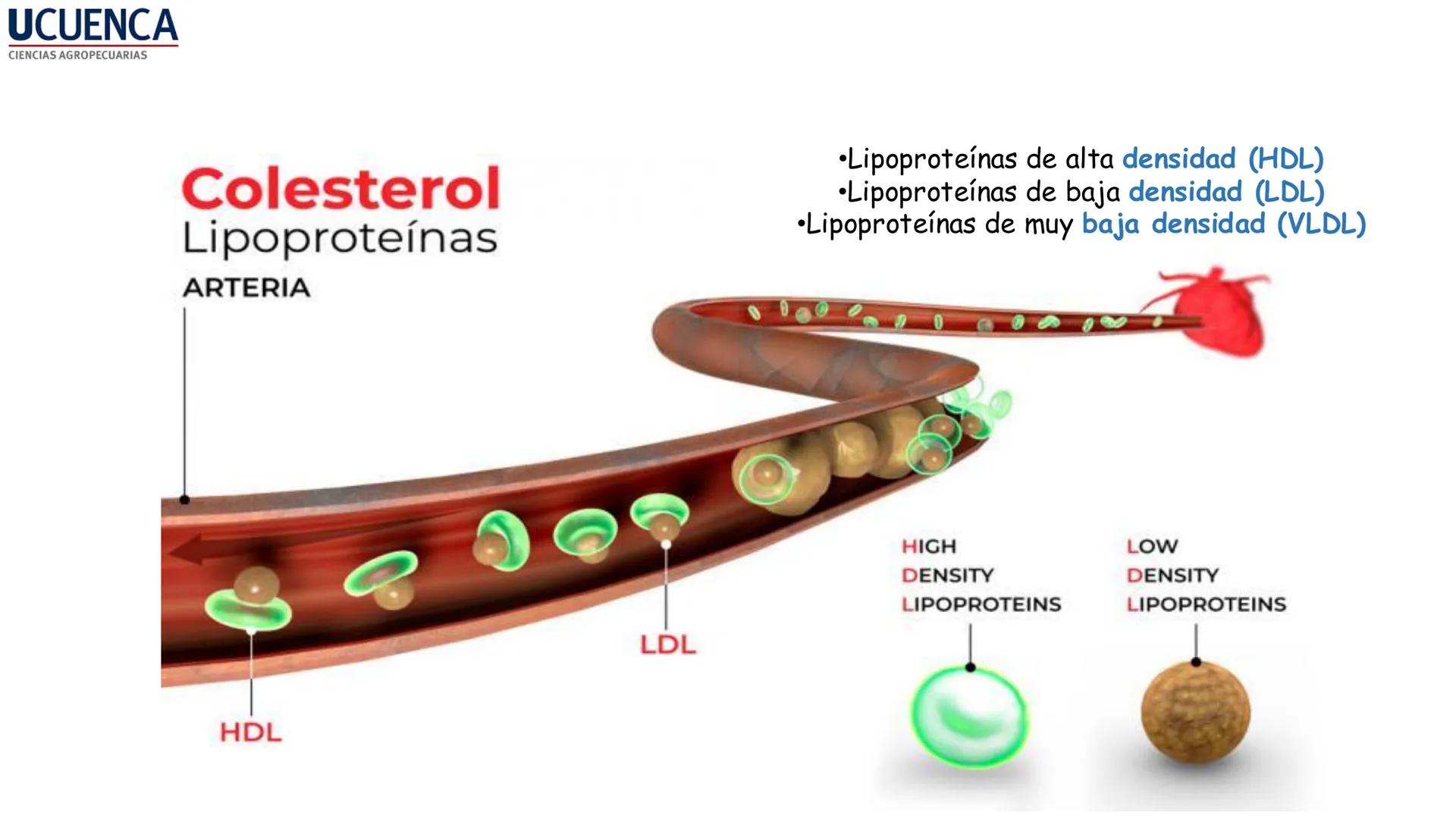 UCUENCA
CIENCIAS AGROPECUARIAS
FACULTAD DE CIENCIAS AGROPECUARIAS
CARRERA DE MEDICINA VETERINARIA
BIOQUÍMICA I
FONS VITA CRUDITIO POSSID